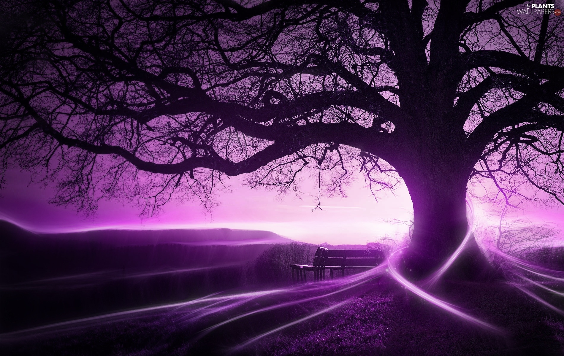 streaks, trees, purple