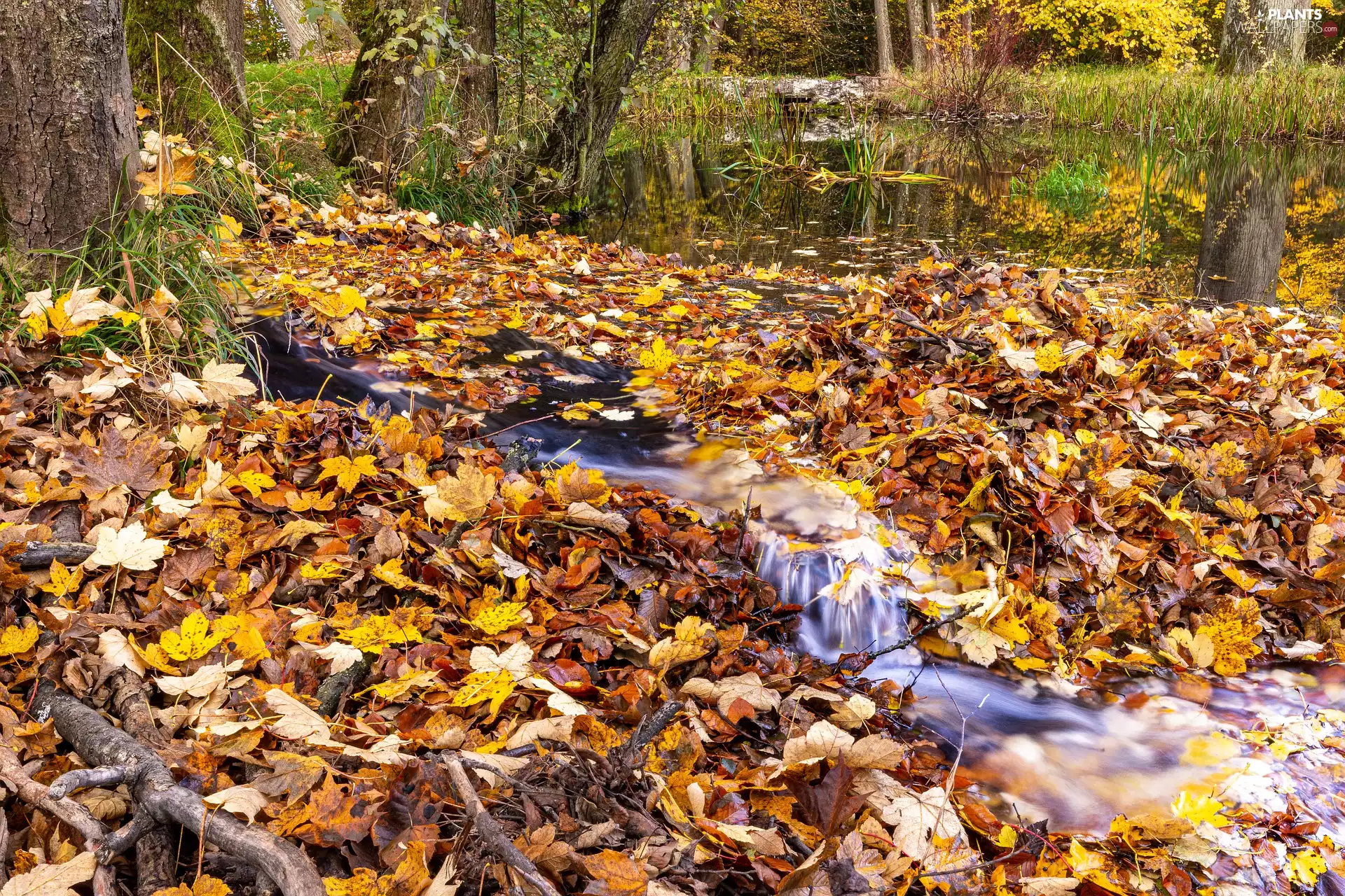 autumn, forest, Leaf, stream