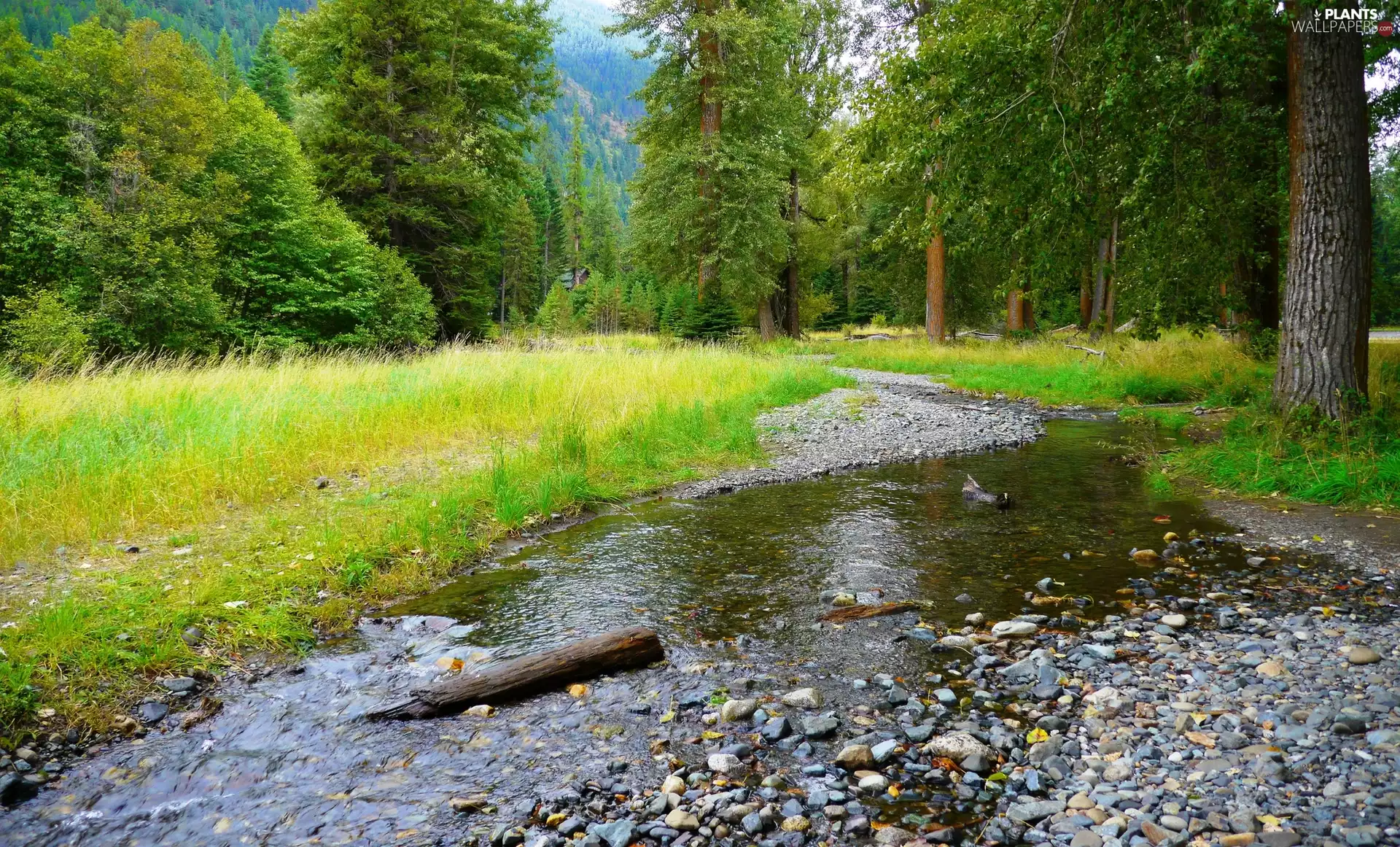 brook, trees, viewes, stream