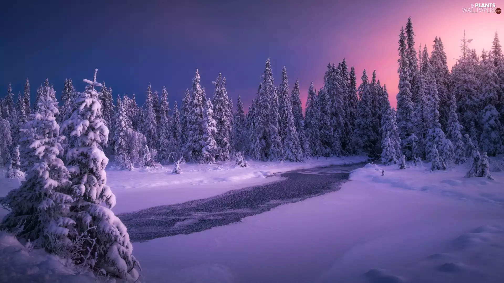 Snowy, winter, viewes, stream, trees, forest