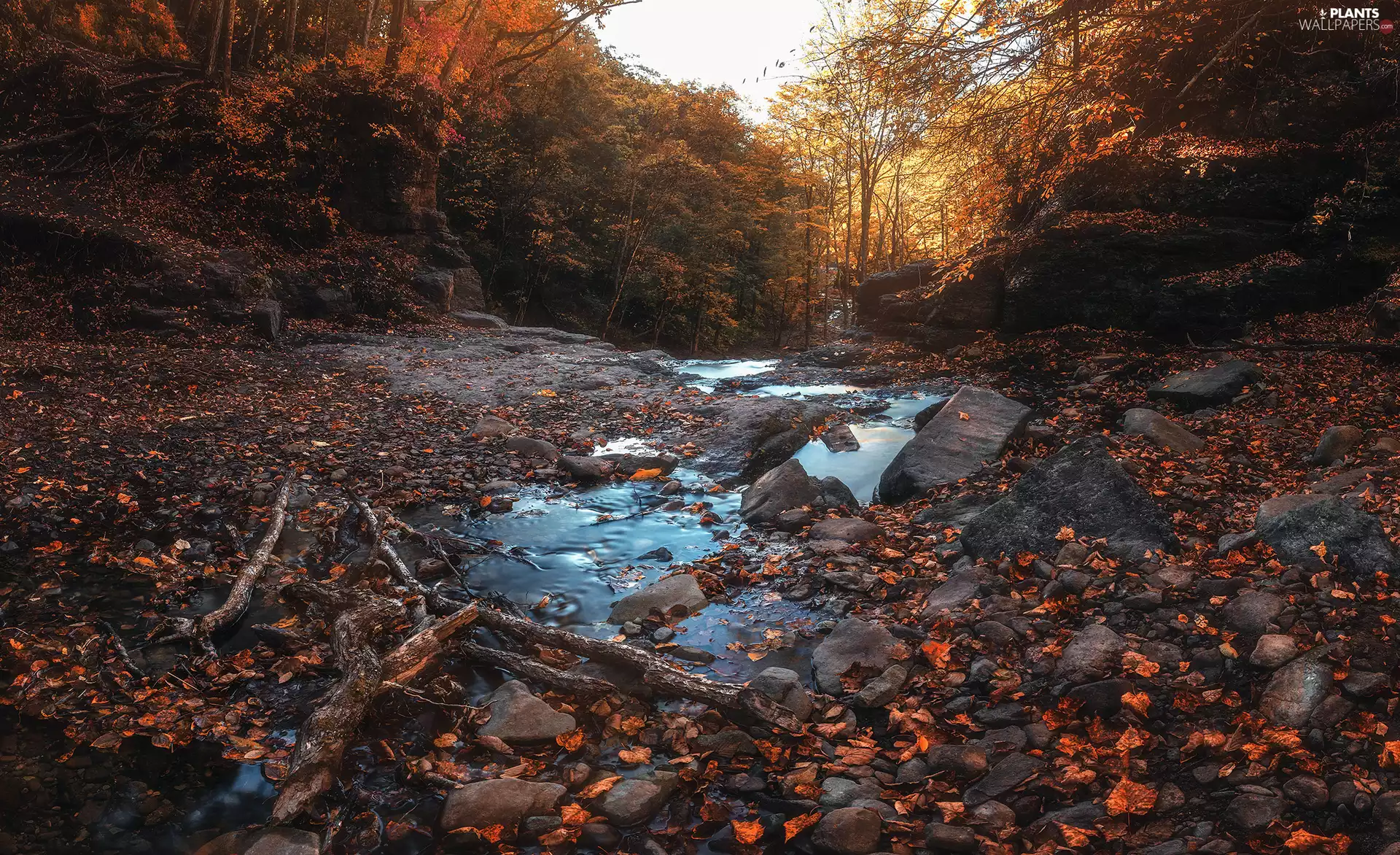 trees, viewes, Leaf, brook, Stones, forest, autumn, stream