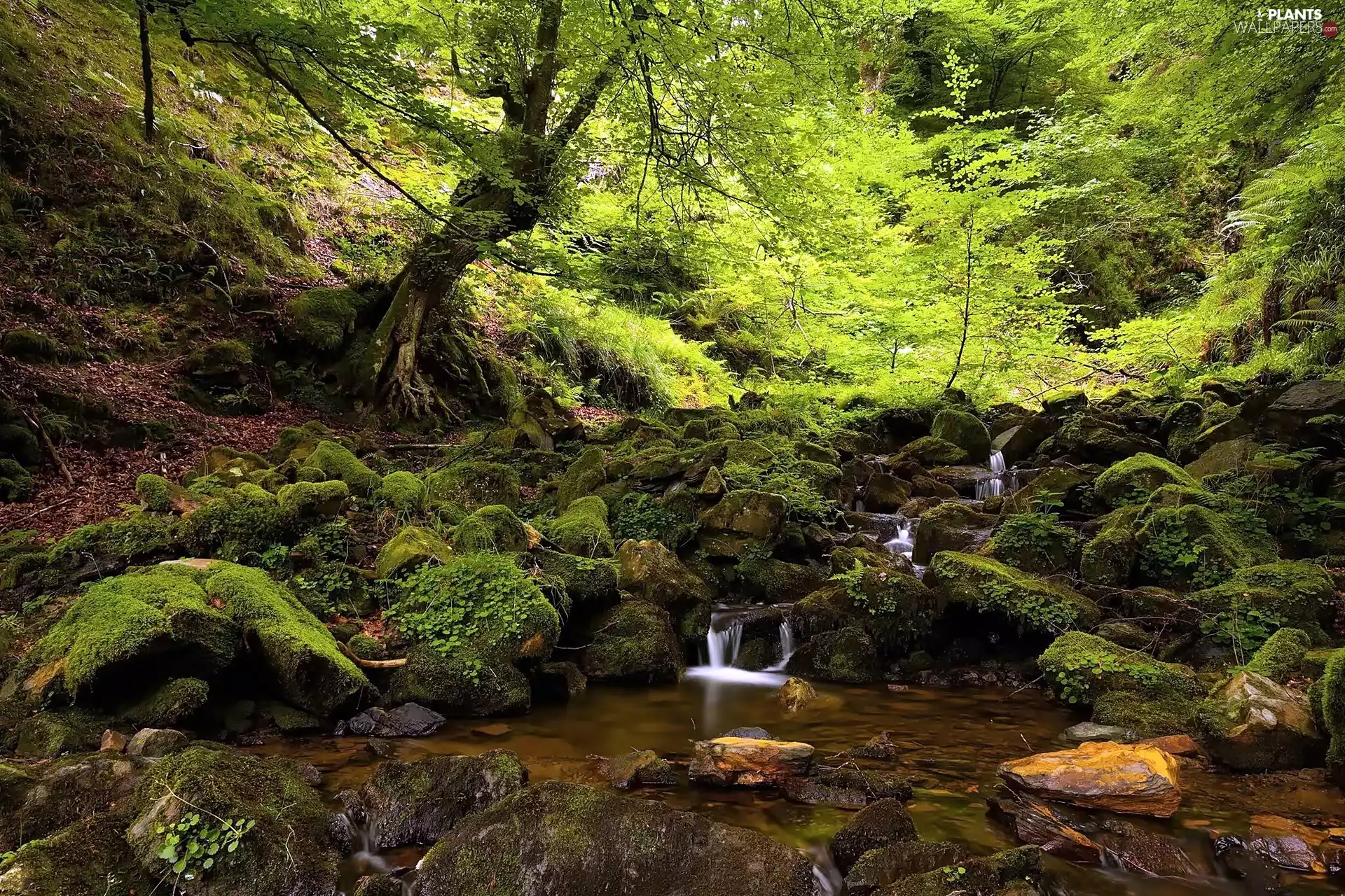 stream, forest, mossy, boulders, flash, luminosity, ligh, sun, Przebijające