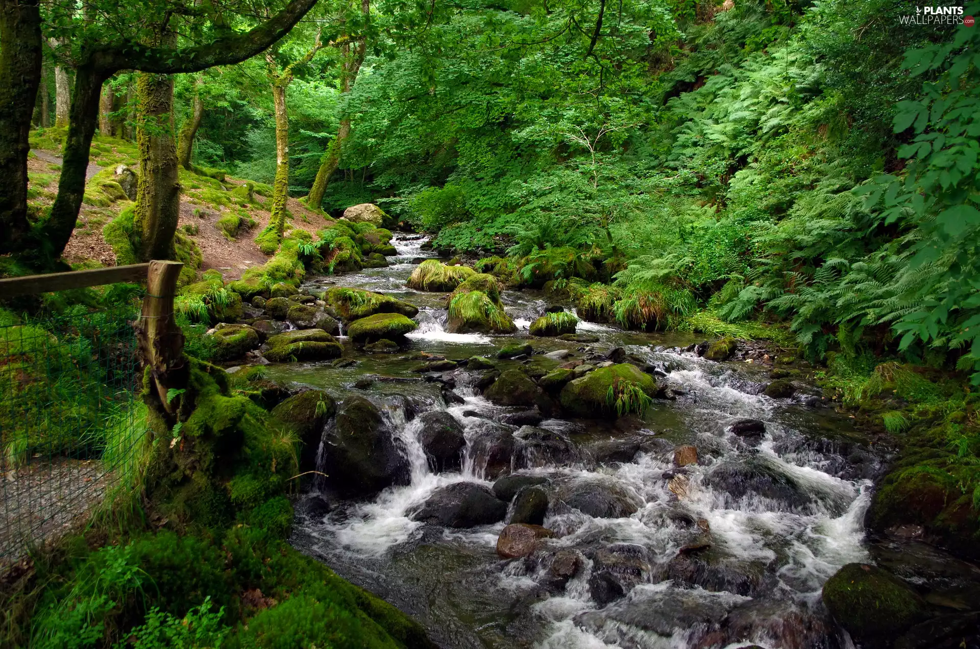 stream, forest, flux, trees, fern, Plants, mossy, Stones, viewes