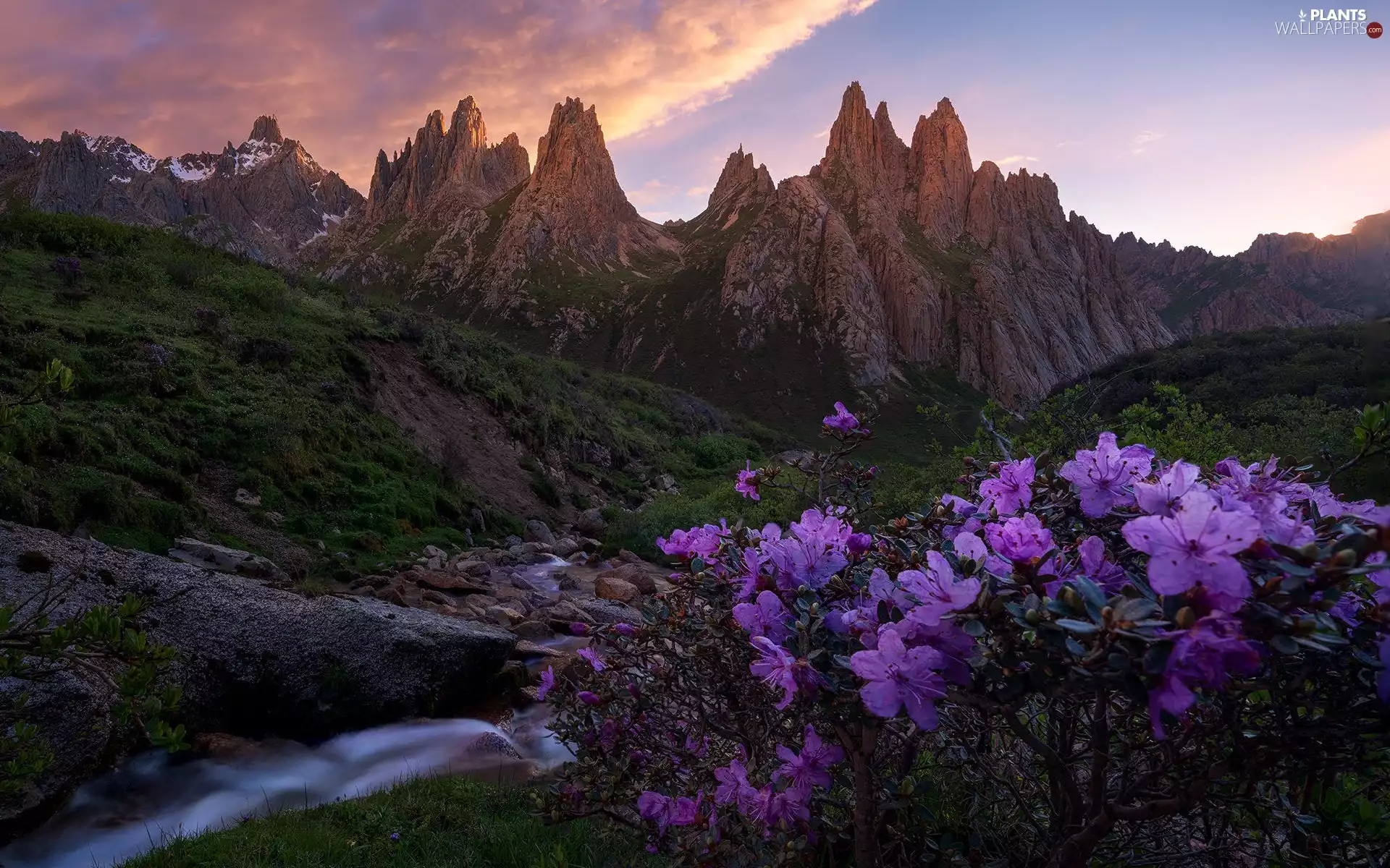 Stones, rocks, rhododendron, stream, Mountains, Flowers, clouds