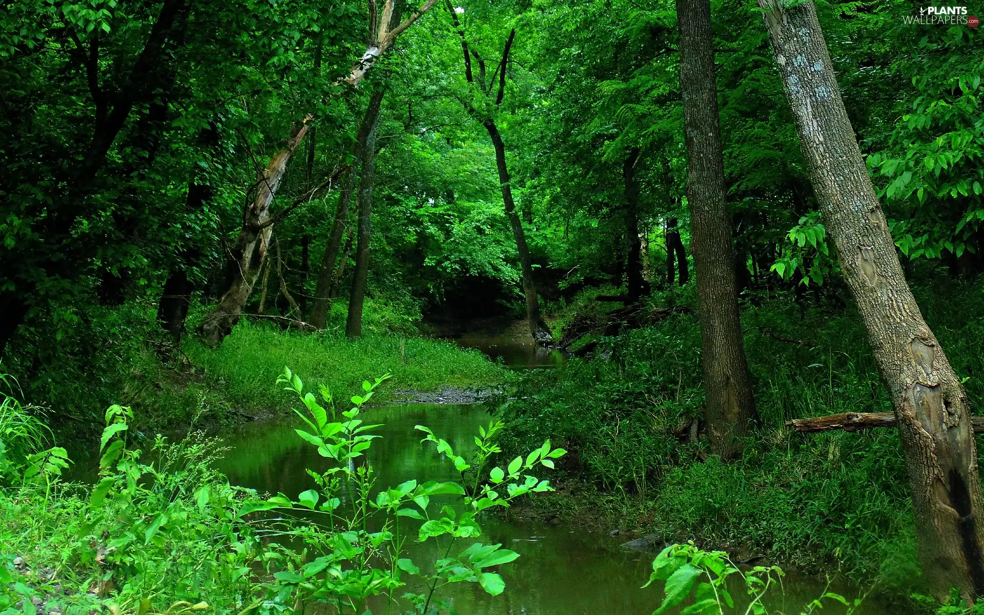 trees, forest, River, stream, viewes, green ones