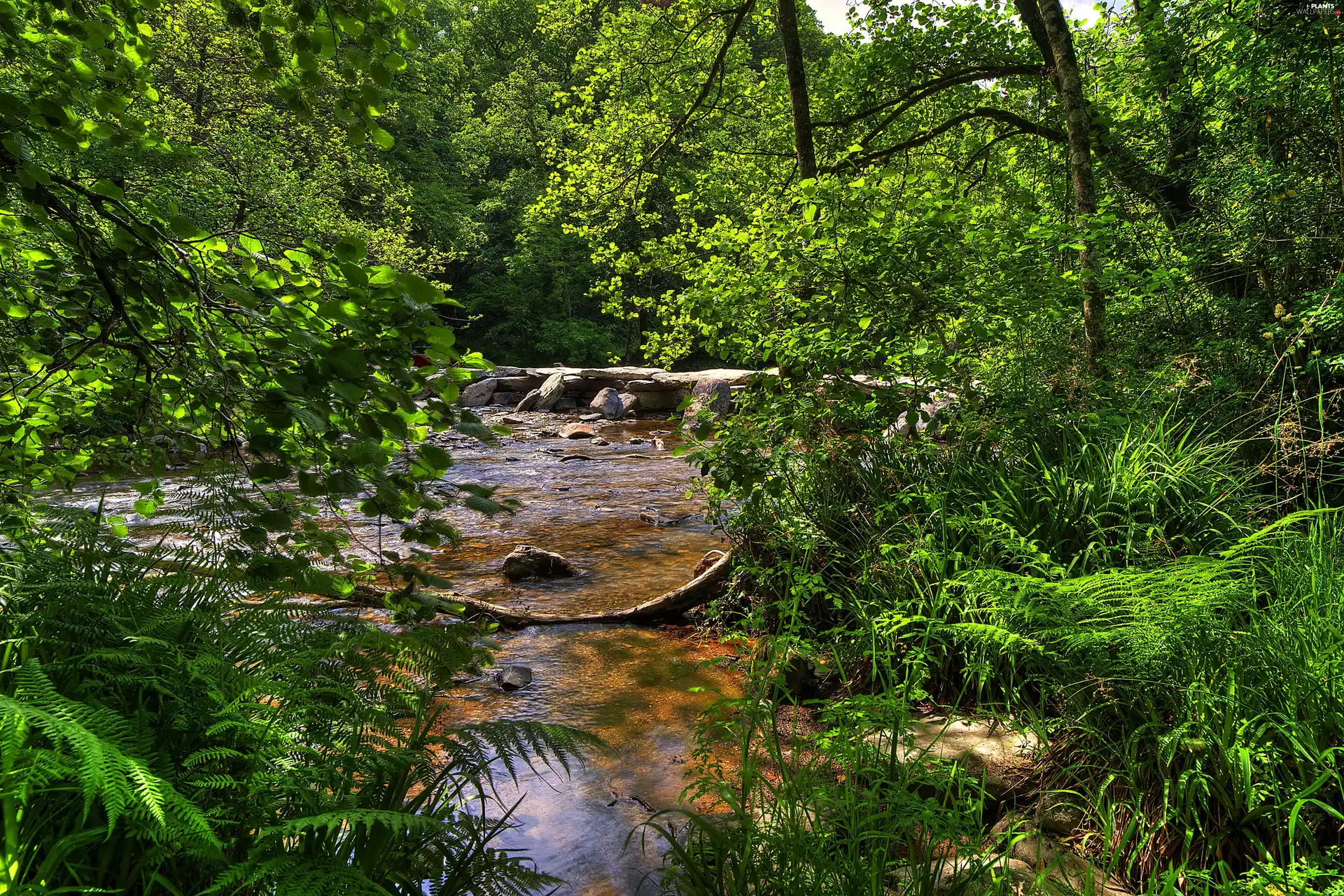 stream, forest, rocks