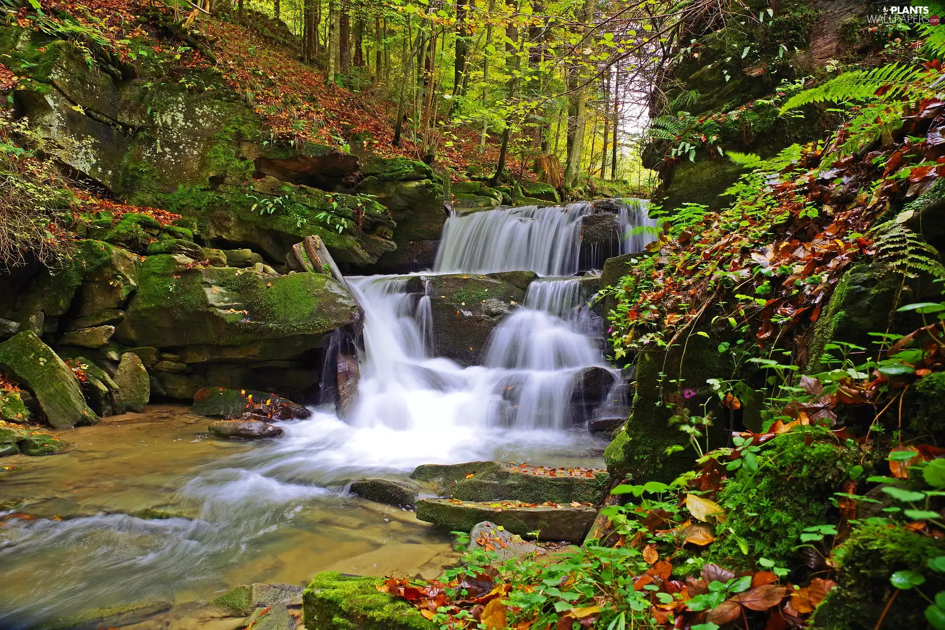 stream, waterfall, River, forest, trees, viewes, Stones, rocks, mossy