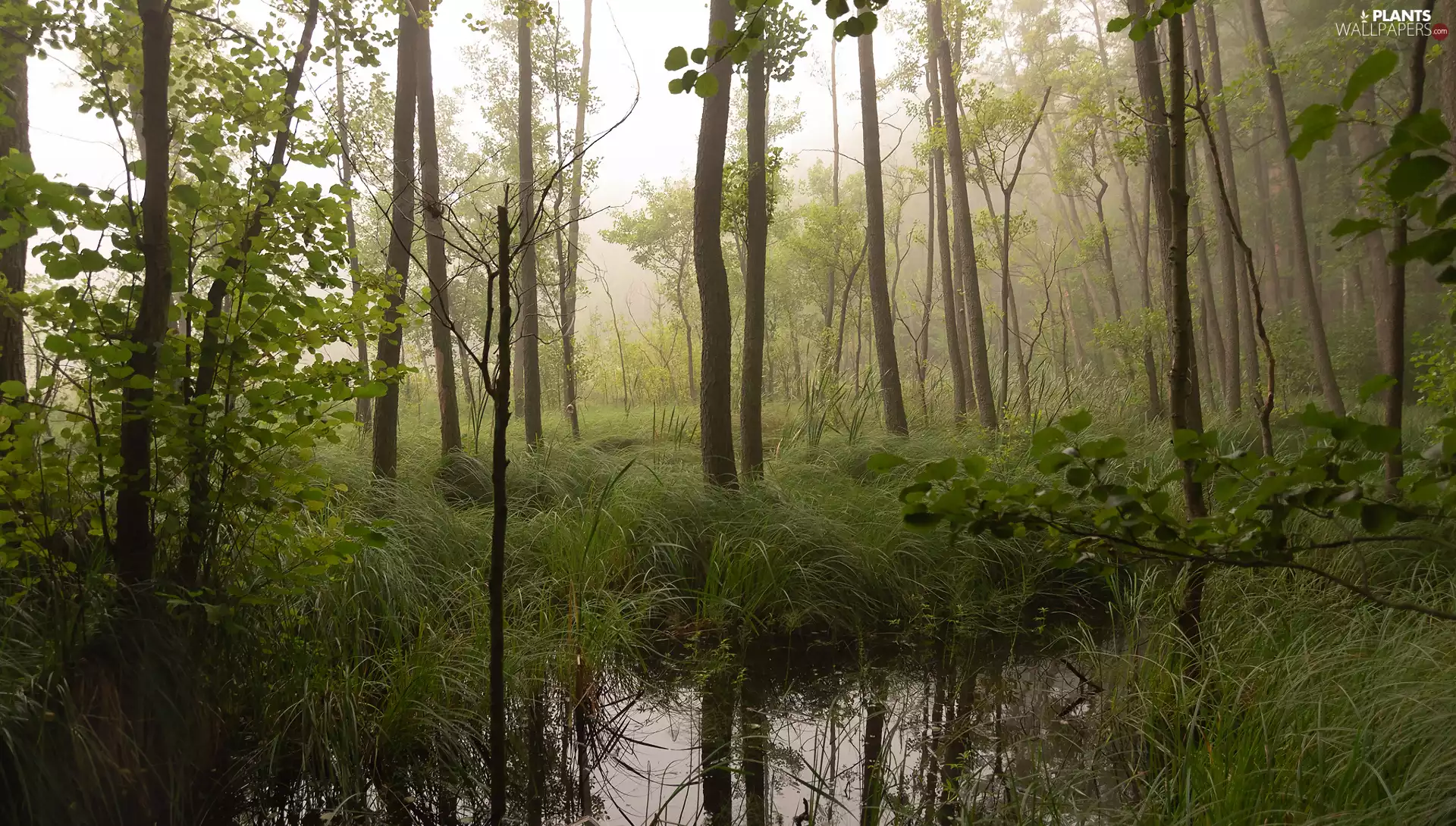Plants, stream, trees, viewes, forest