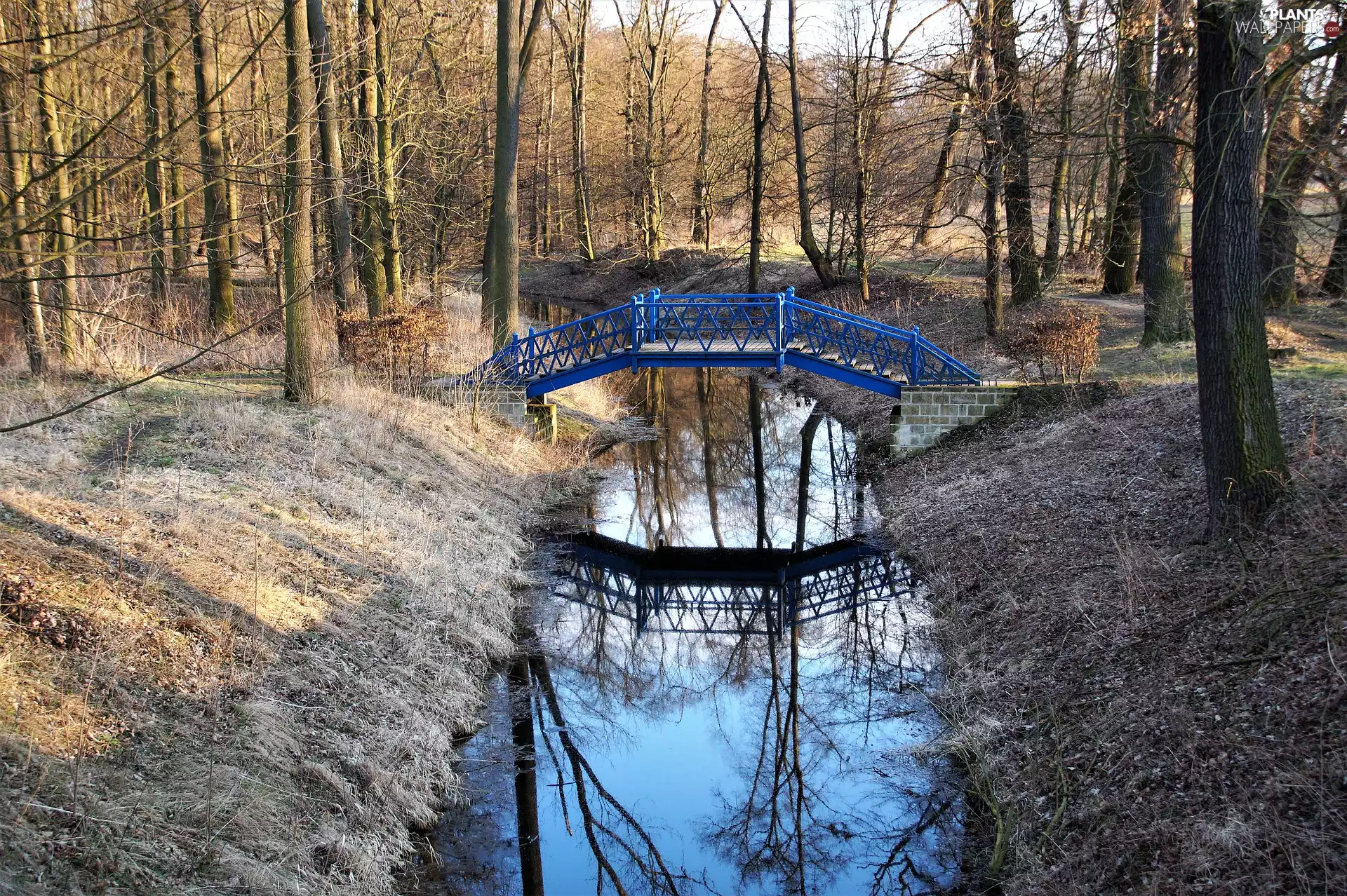 forest, bridge, viewes, stream, blue, trees, autumn