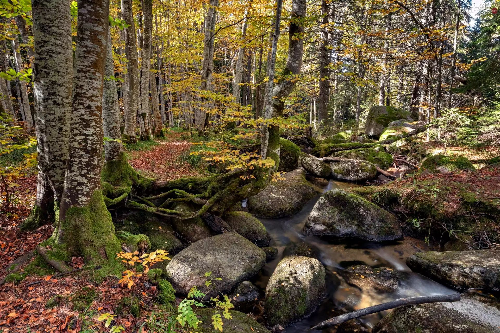 forest, trees, Stones, stream, Path, viewes