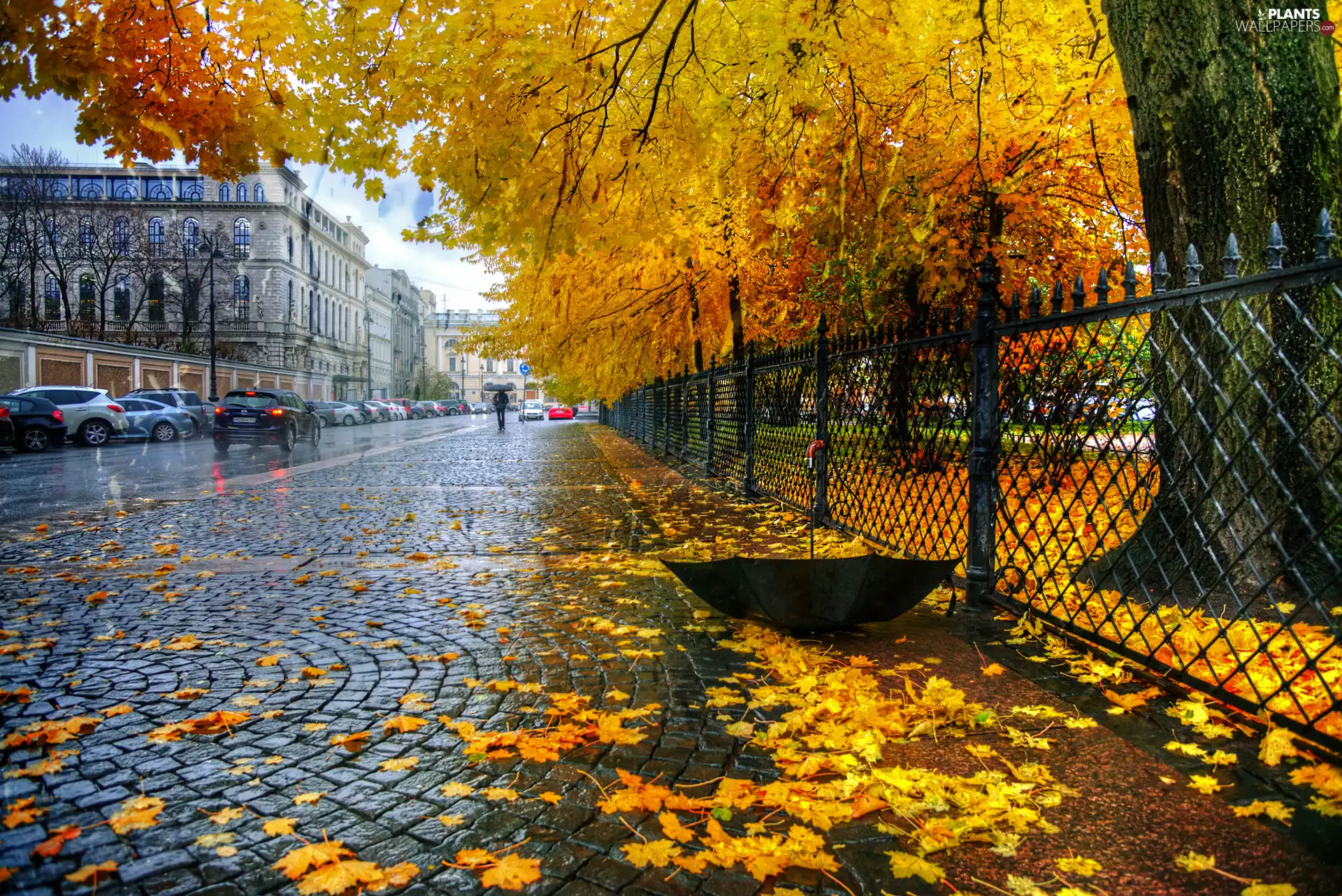 Street, autumn, Rain, Umbrella, viewes, Leaf, cars, trees, buildings