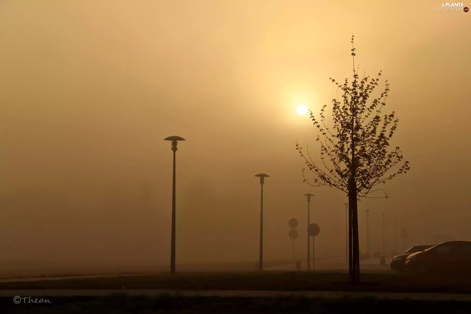 Fogged, trees, lanterns, Street