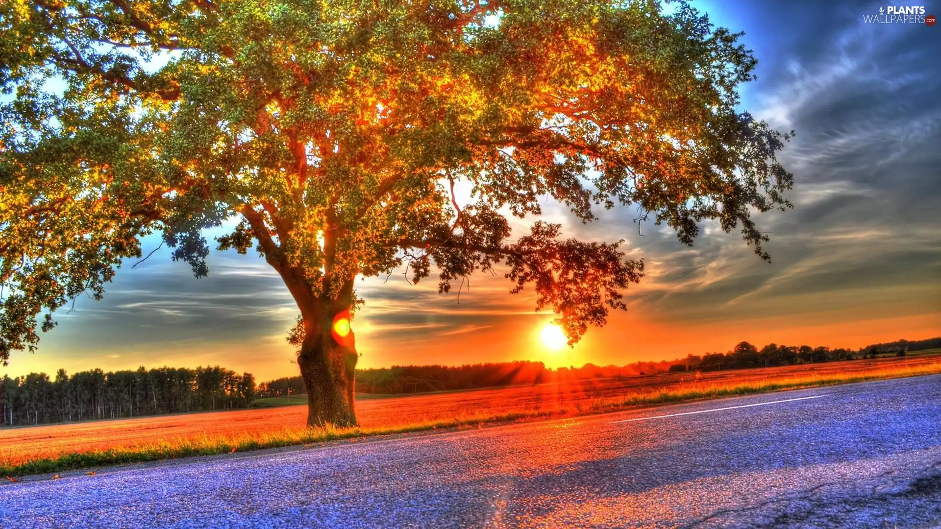 Street, trees, viewes