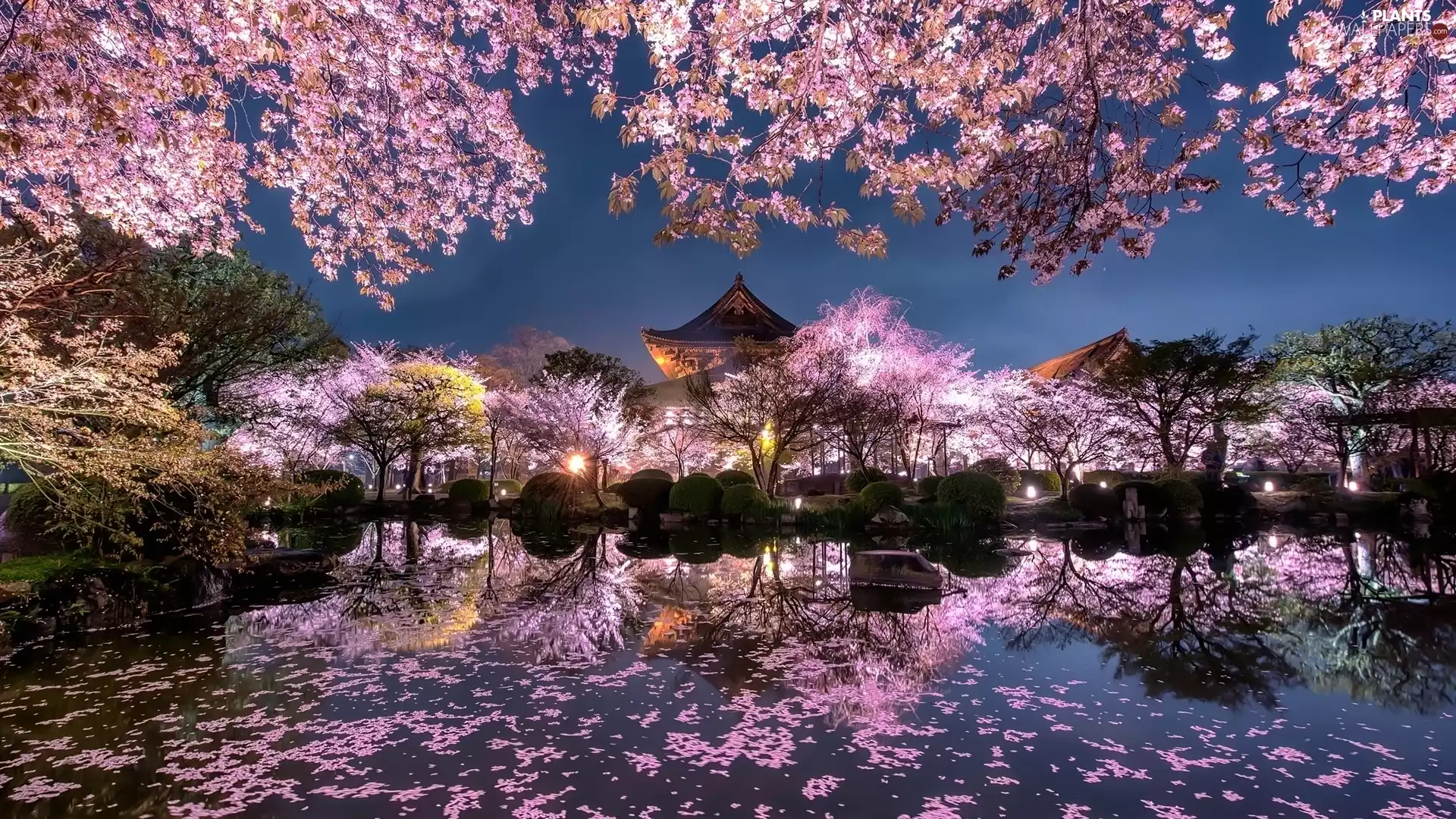 Pond - car, Japanese Garden, flourishing, trees, structures, evening, cherries, Spring, viewes