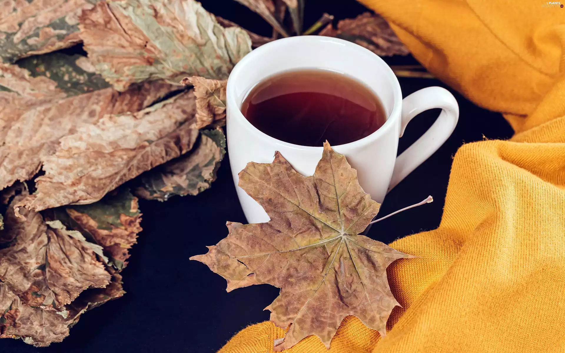 leaf, tea, Yellow, stuff, maple, Cup