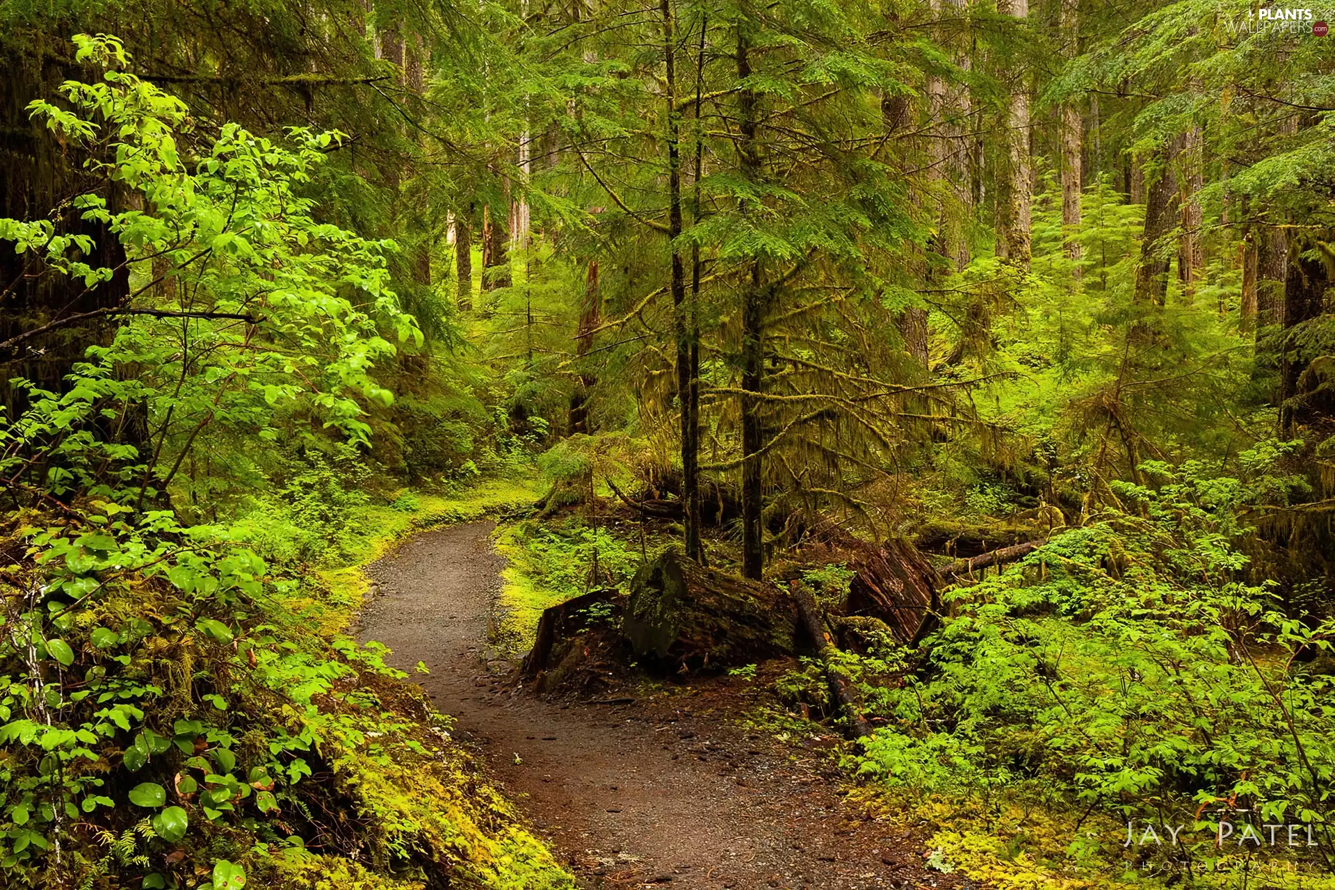 stumps, forest, Path