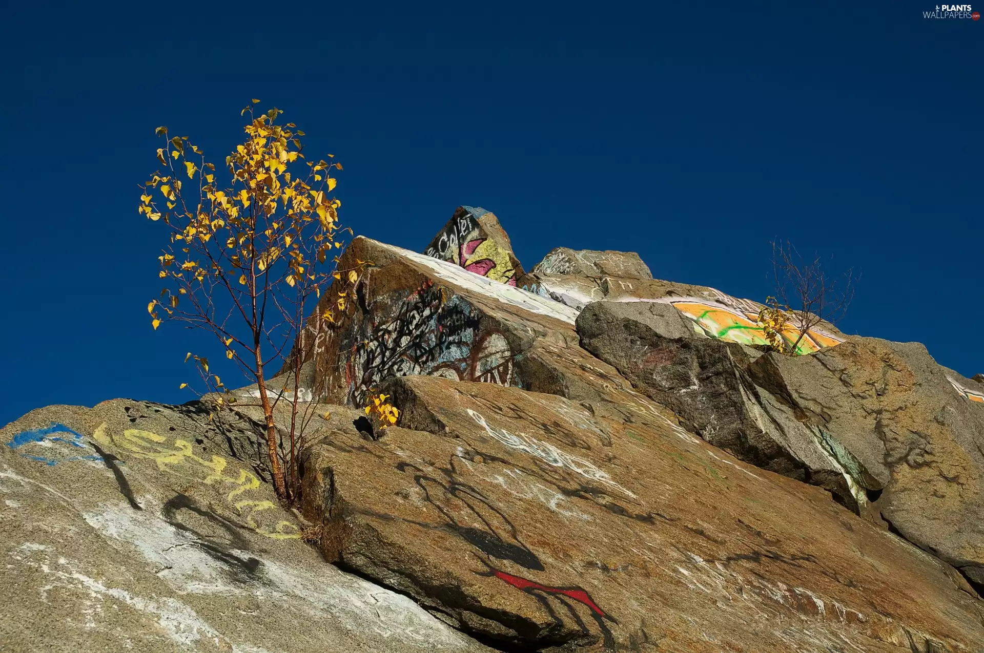 subtitles, rocks, trees