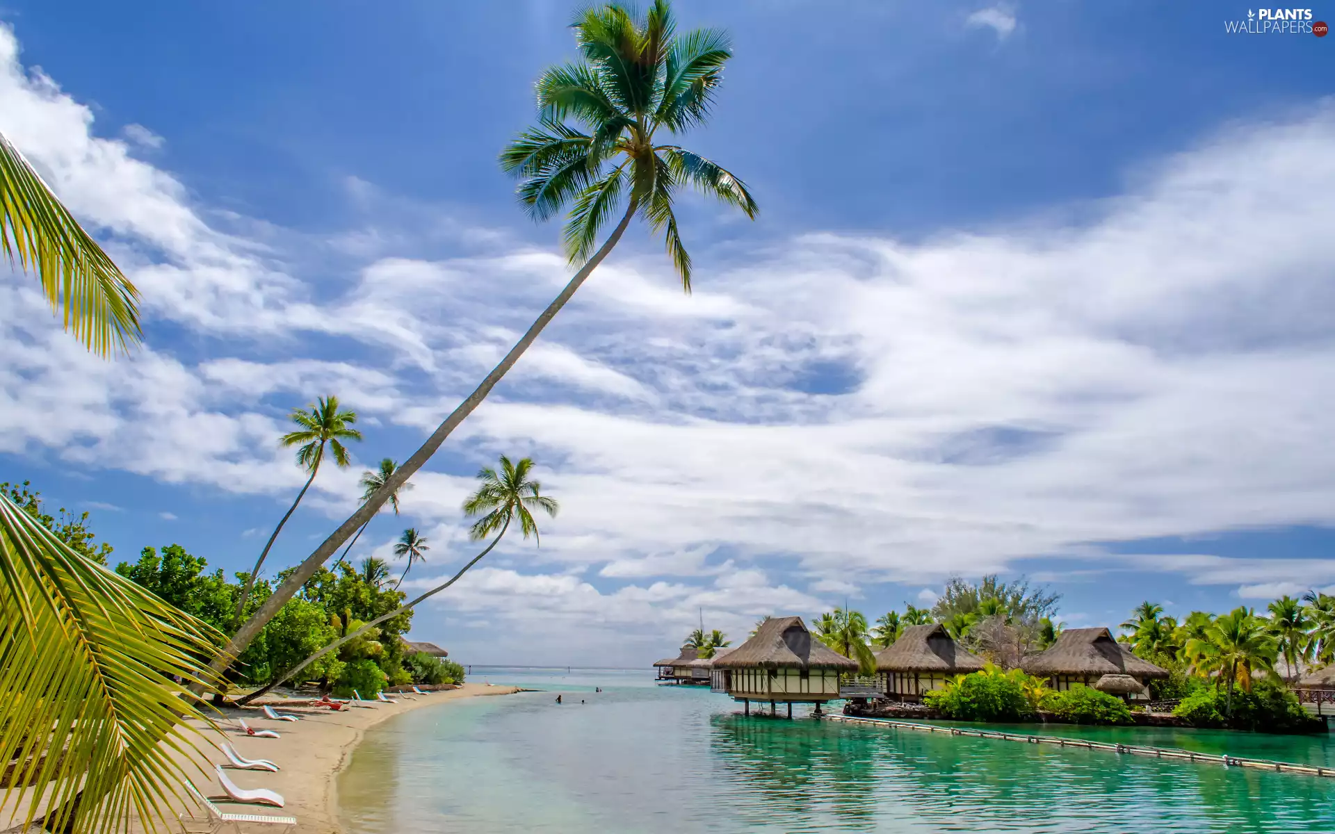 Houses, summer, Beaches, Palms, sea