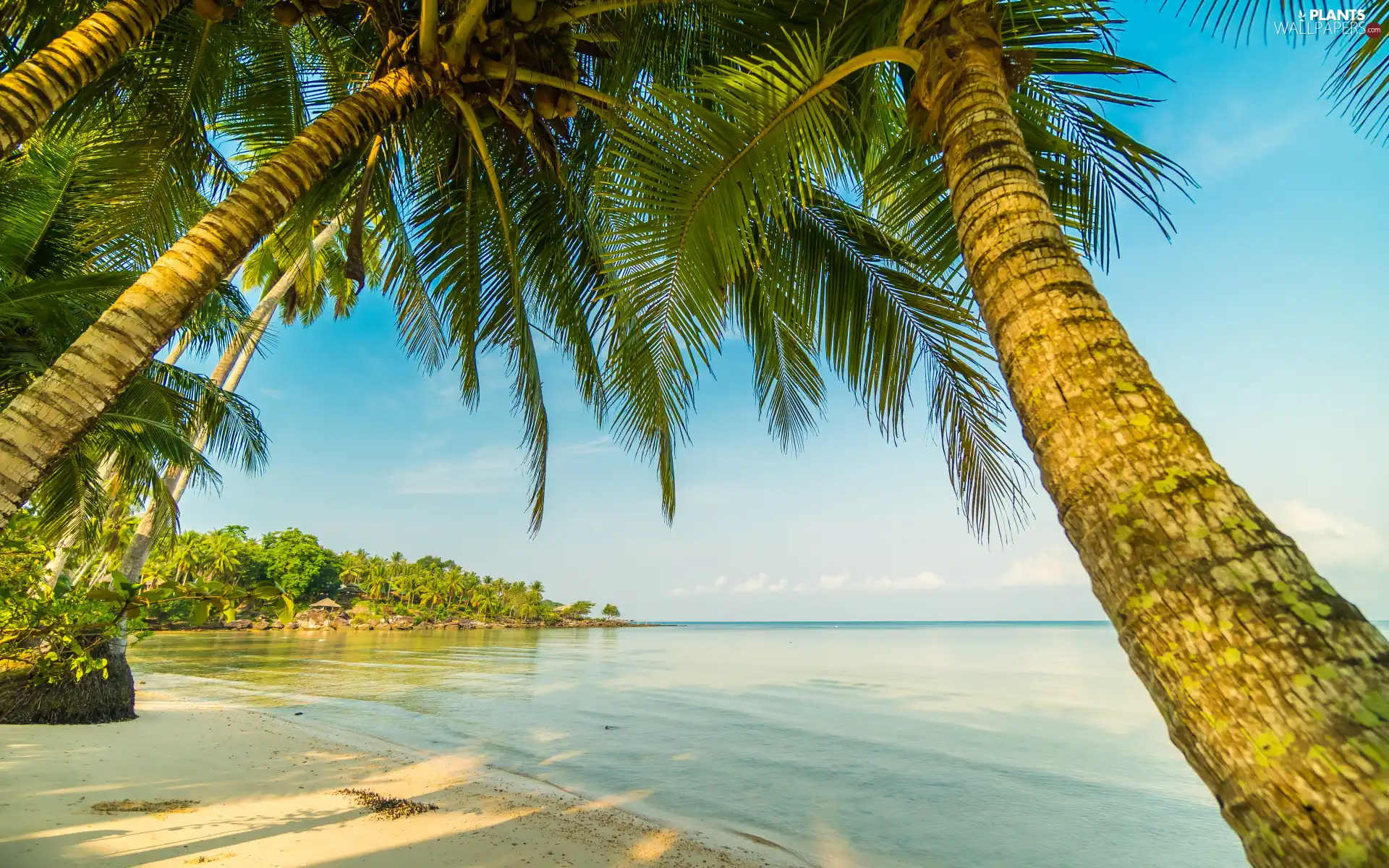 Palms, summer, Beaches, Sand, sea