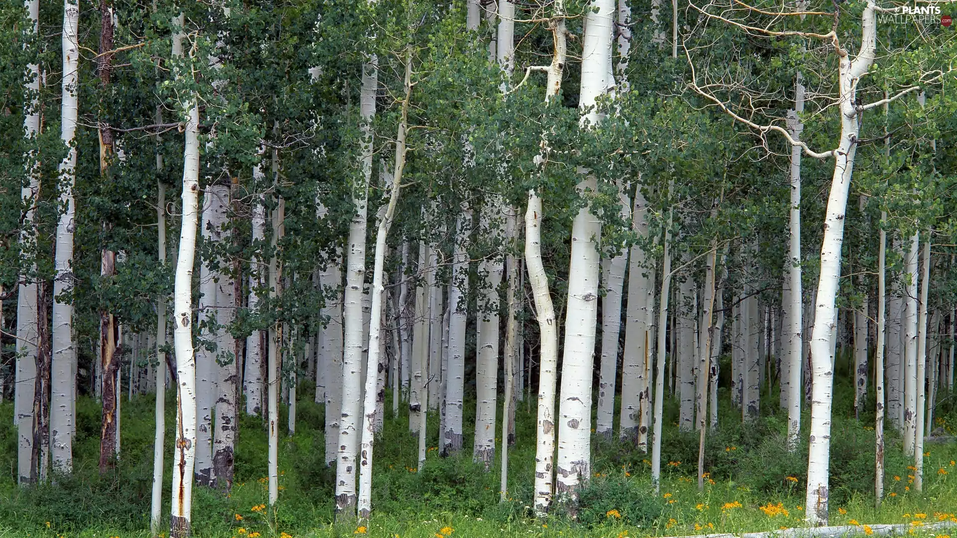 summer, forest, birch