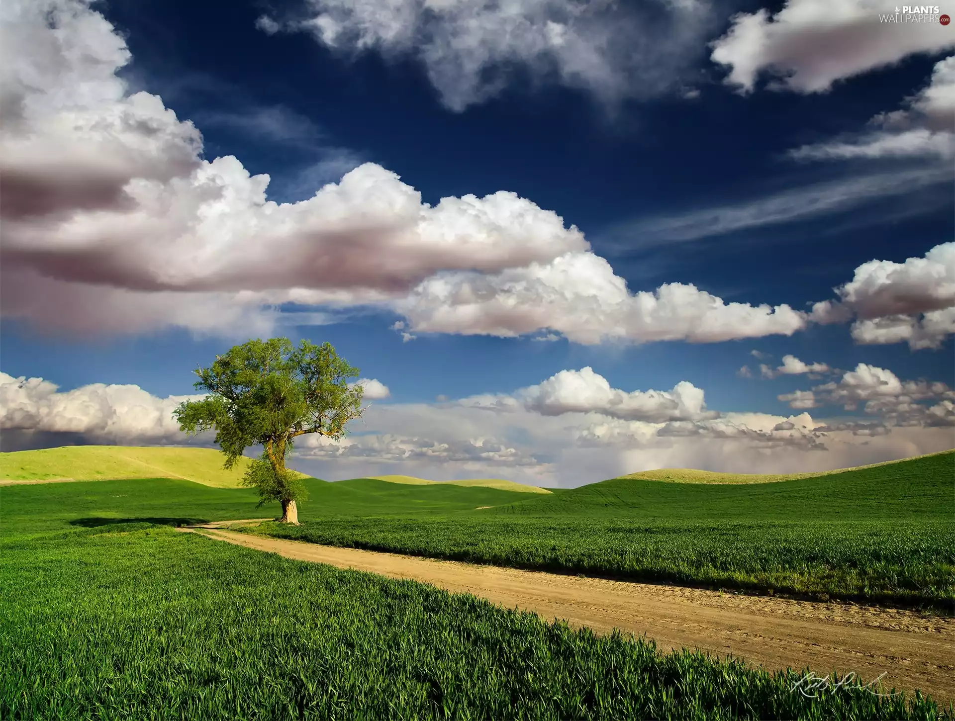 Way, Sky, trees, summer, field, clouds