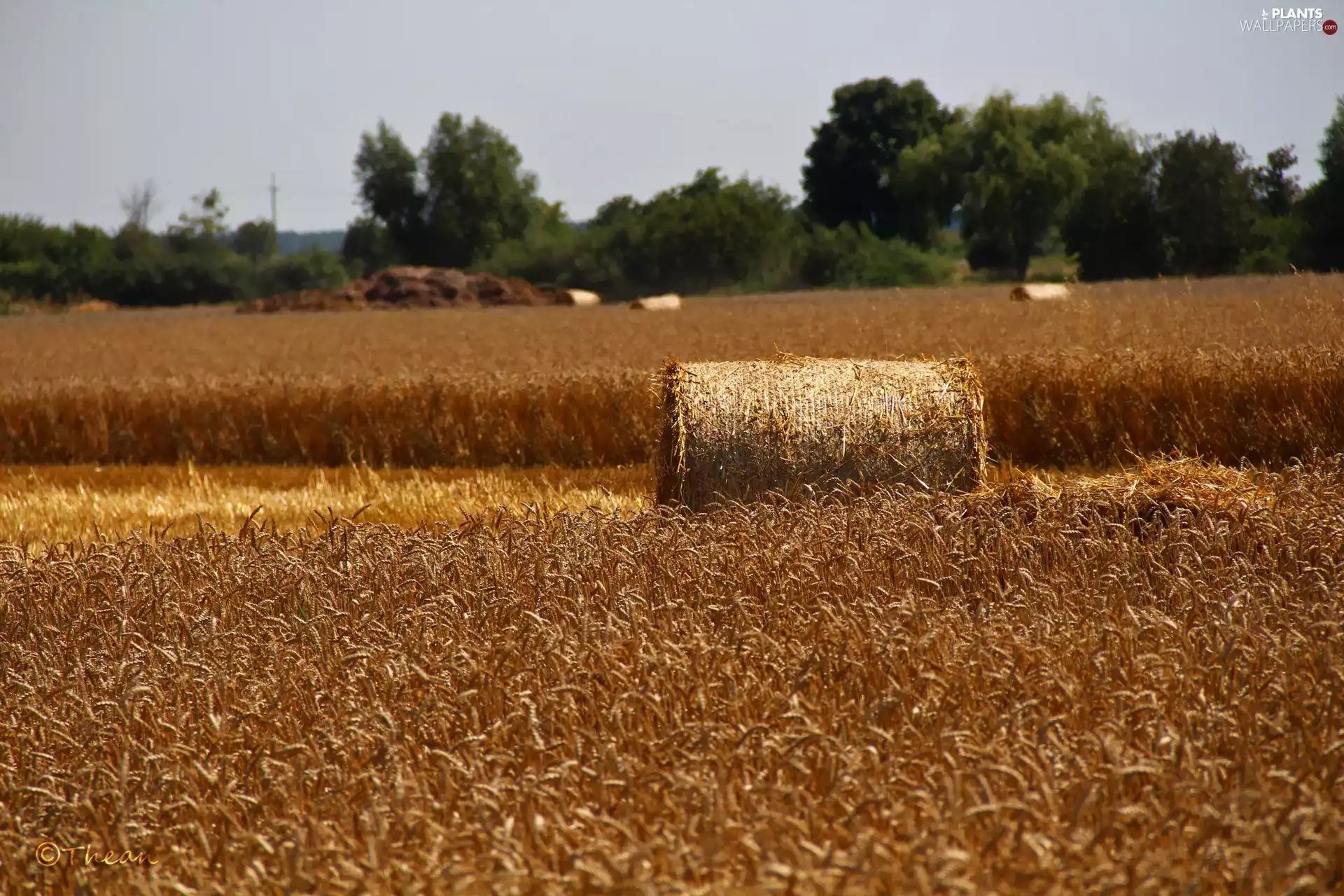 summer, Field, corn