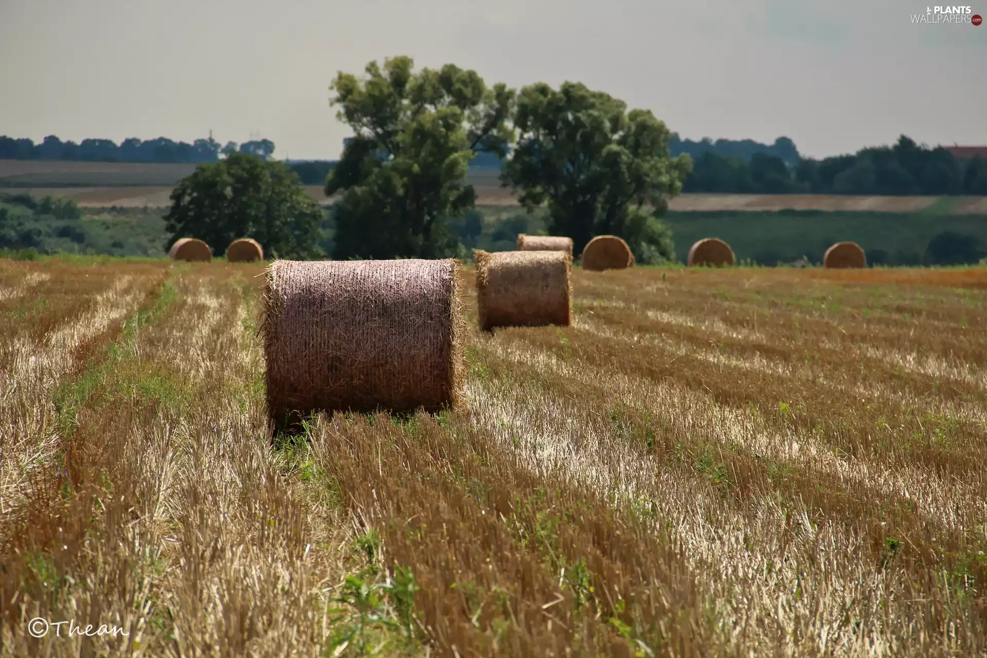 Bale, summer, corn, Field, Reaped