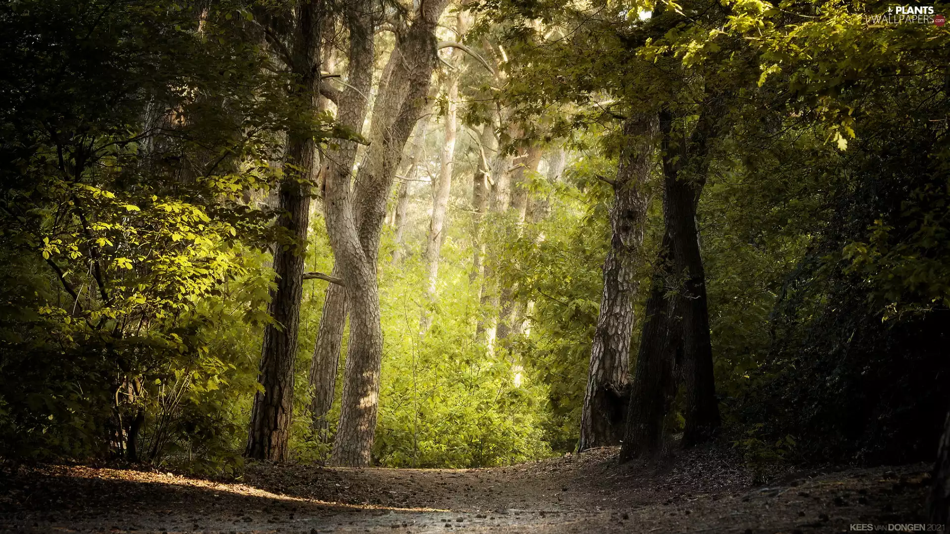 leaved, Green, viewes, summer, trees, forest