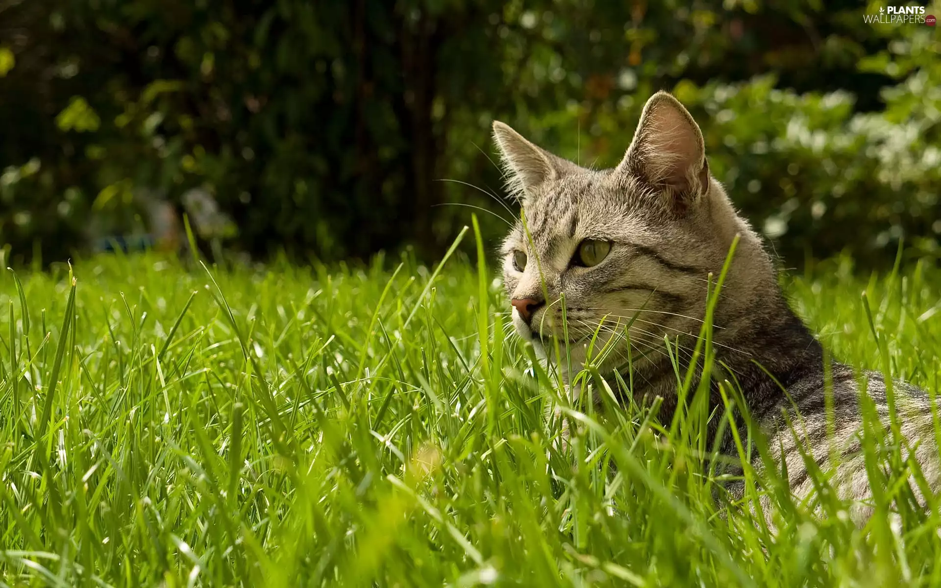 summer, cat, grass