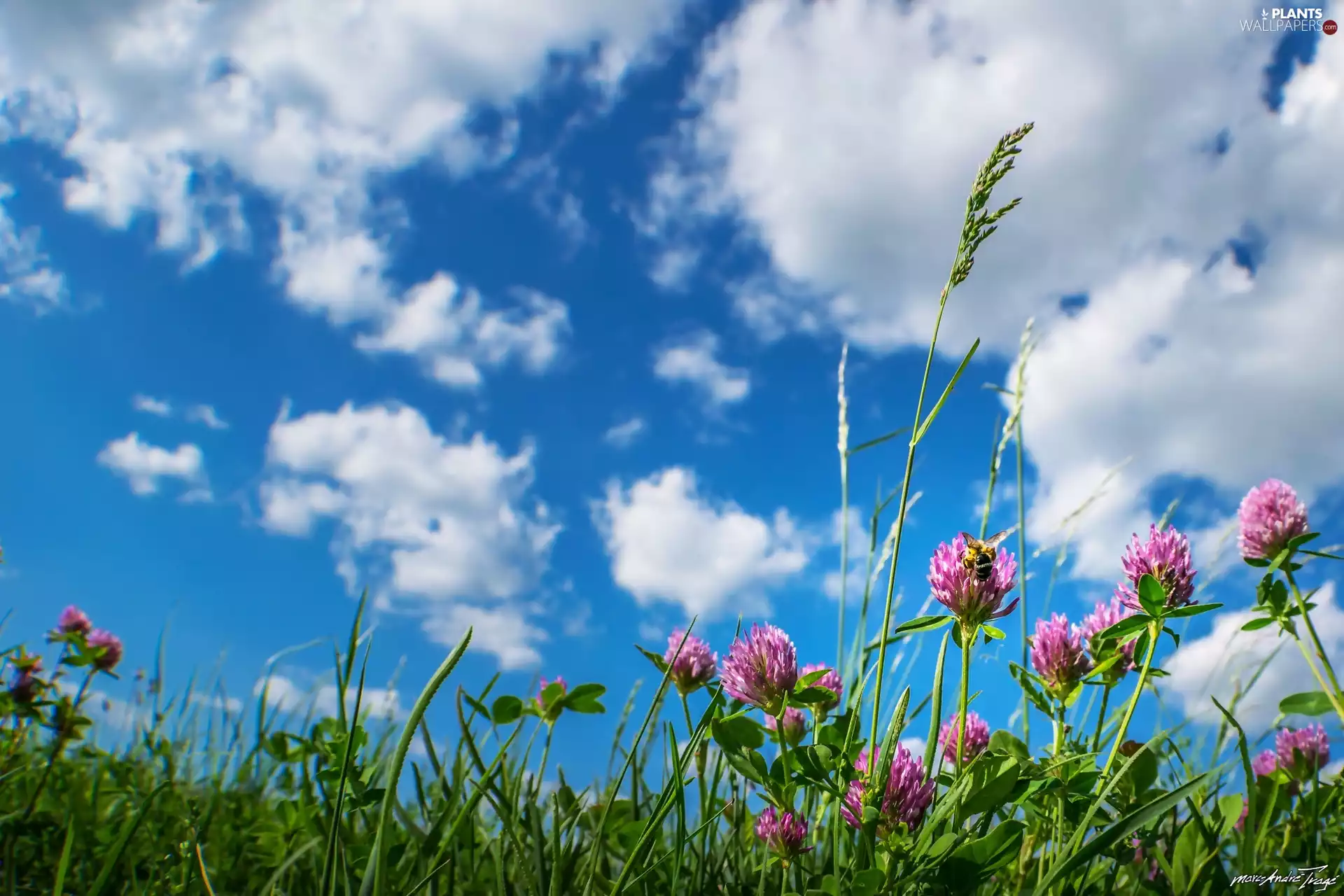 Sky, summer, Insect, clouds, trefoil