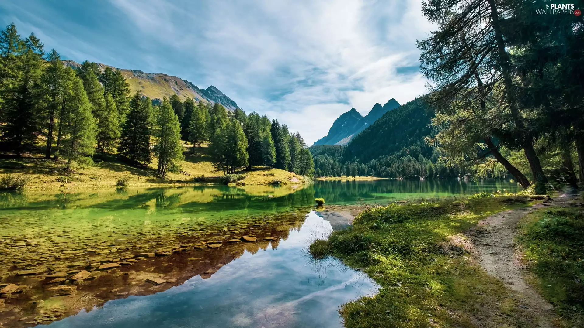 forest, Mountains, viewes, summer, trees, lake