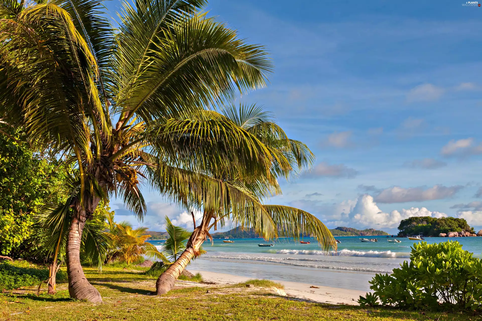 Palms, summer, Ocean, Boats, Seychelles
