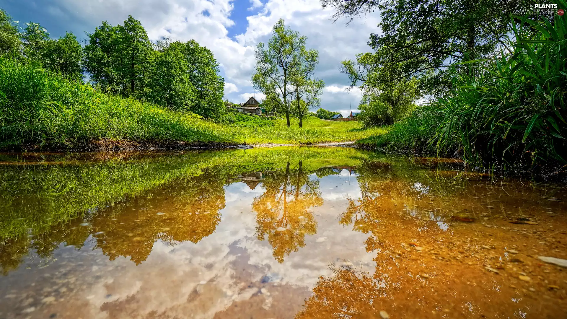 trees, lake, Houses, summer, viewes, Plants