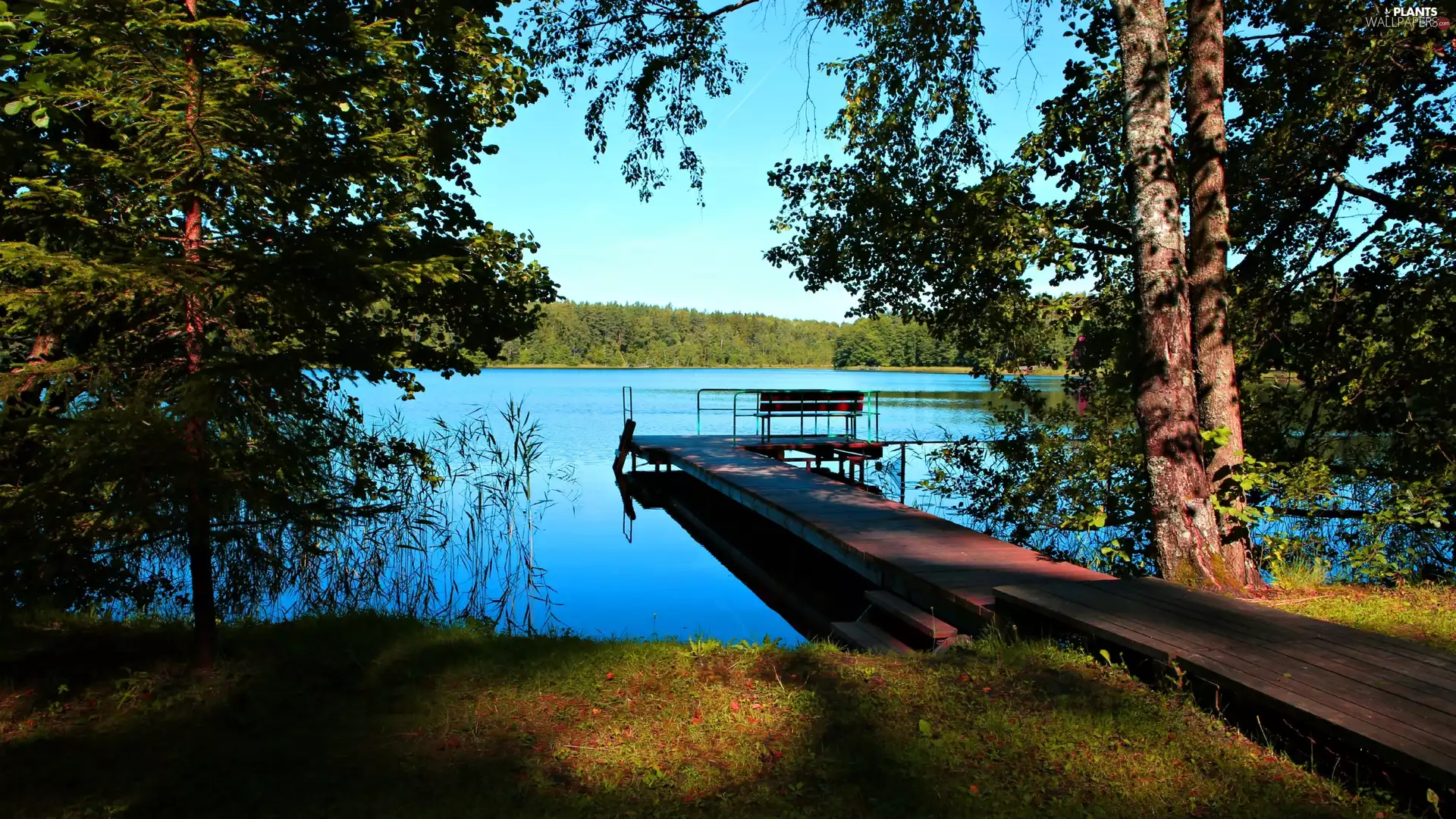 Bench, lake, viewes, summer, trees, Platform