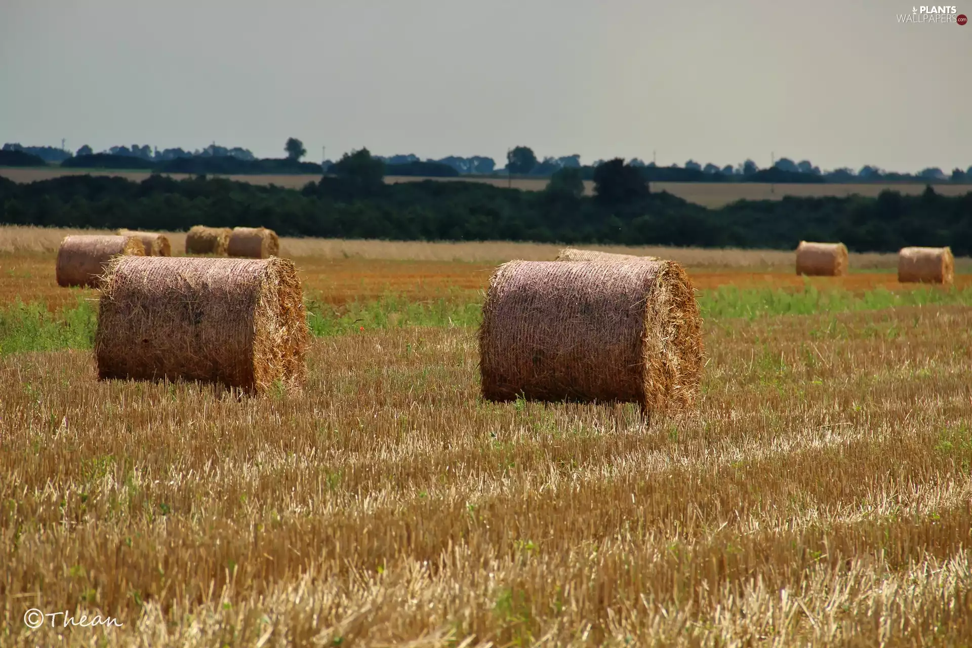 Bele, summer, Reaped, corn, Field