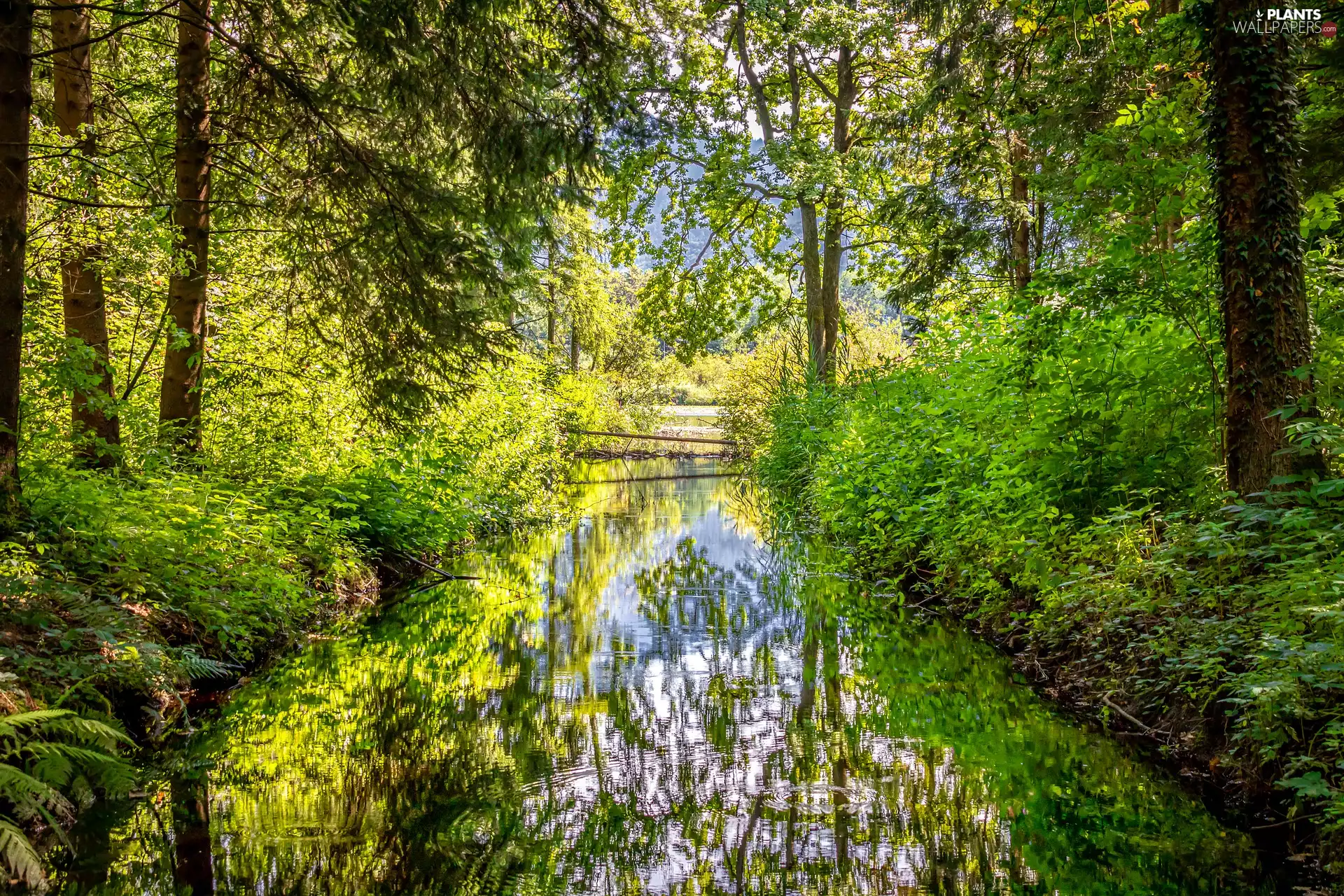 trees, forest, Bush, summer, viewes, River