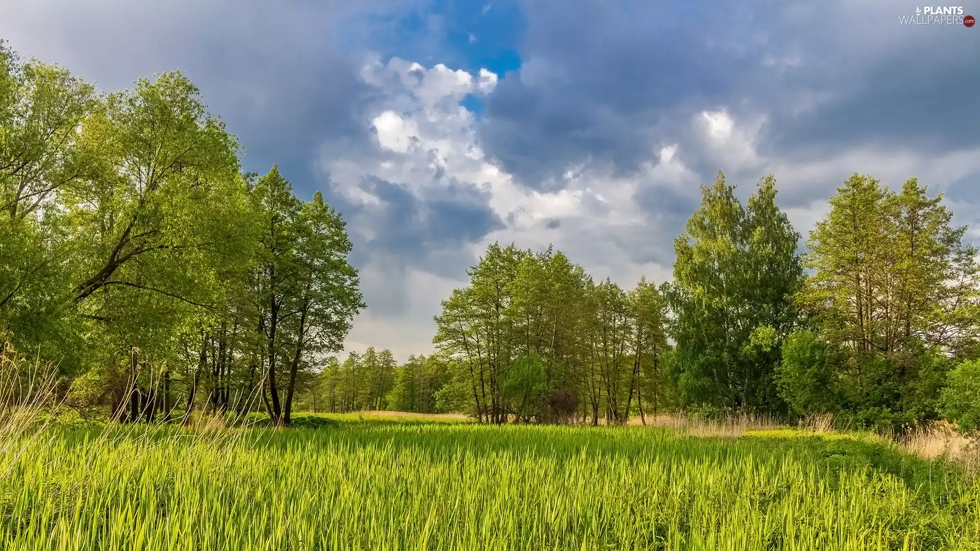 viewes, forest, clouds, summer, grass, trees