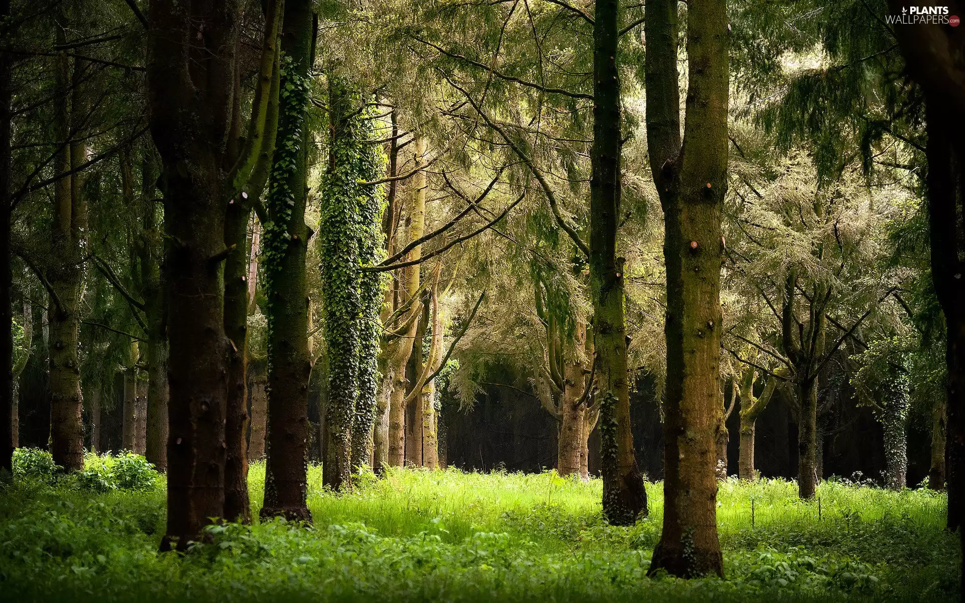 grass, summer, trees, viewes, forest