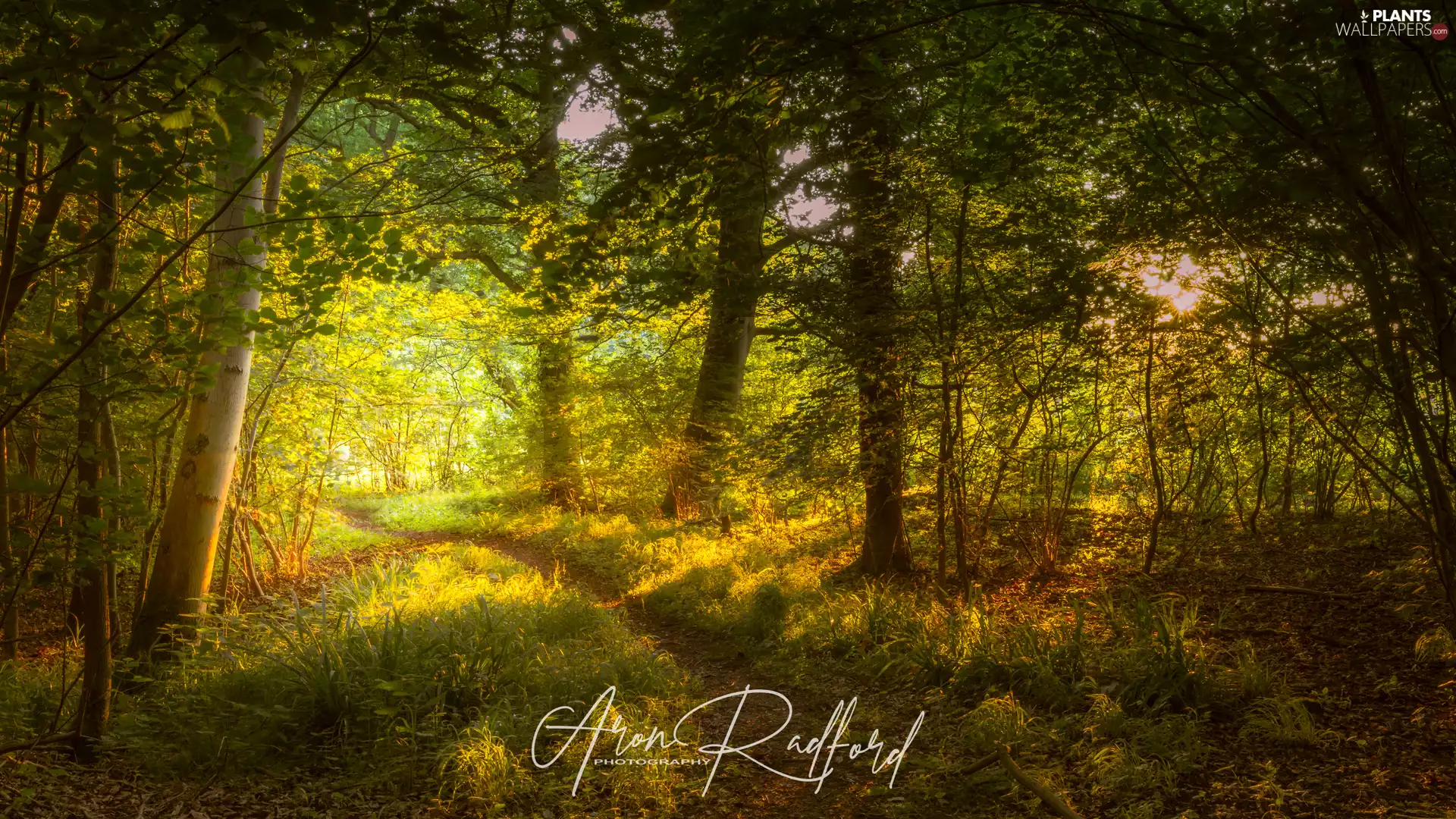 viewes, forest, grass, summer, Path, trees