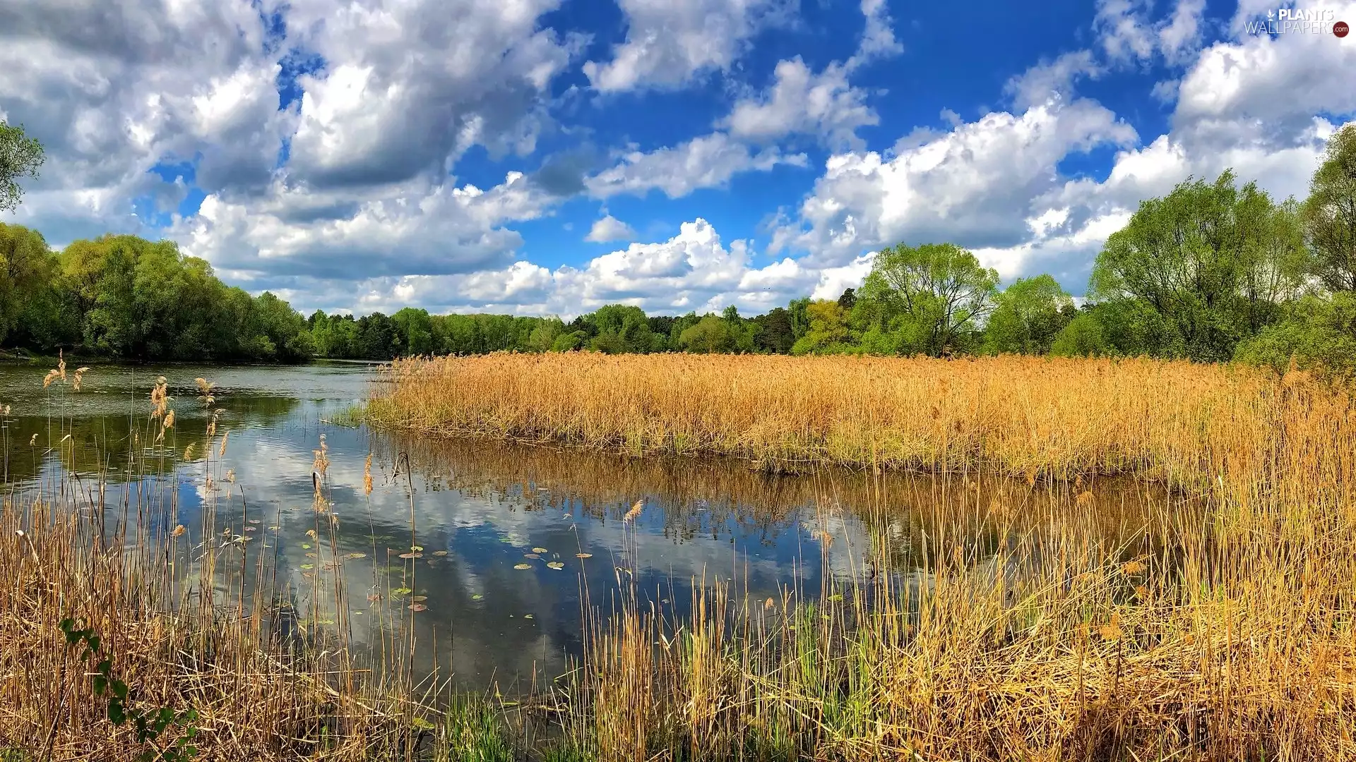 viewes, River, grass, summer, rushes, trees