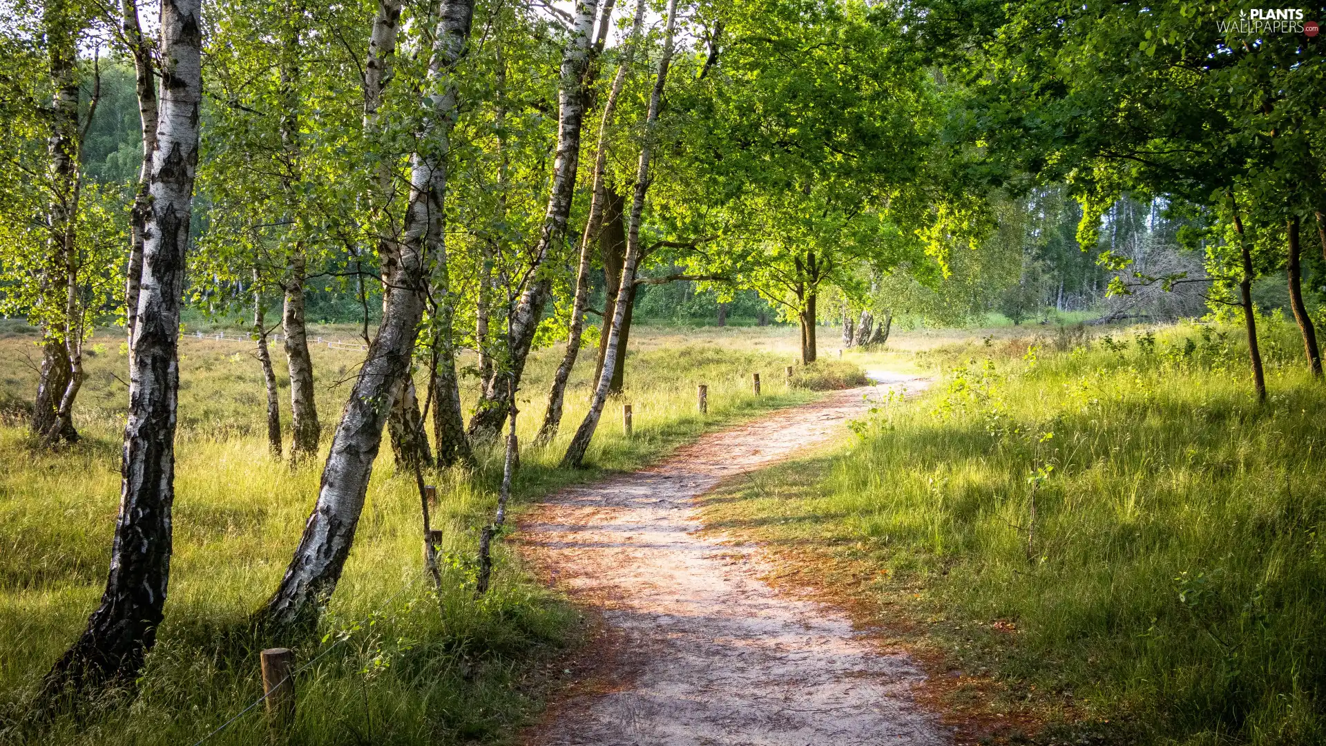 viewes, Way, Grove, summer, birch, trees