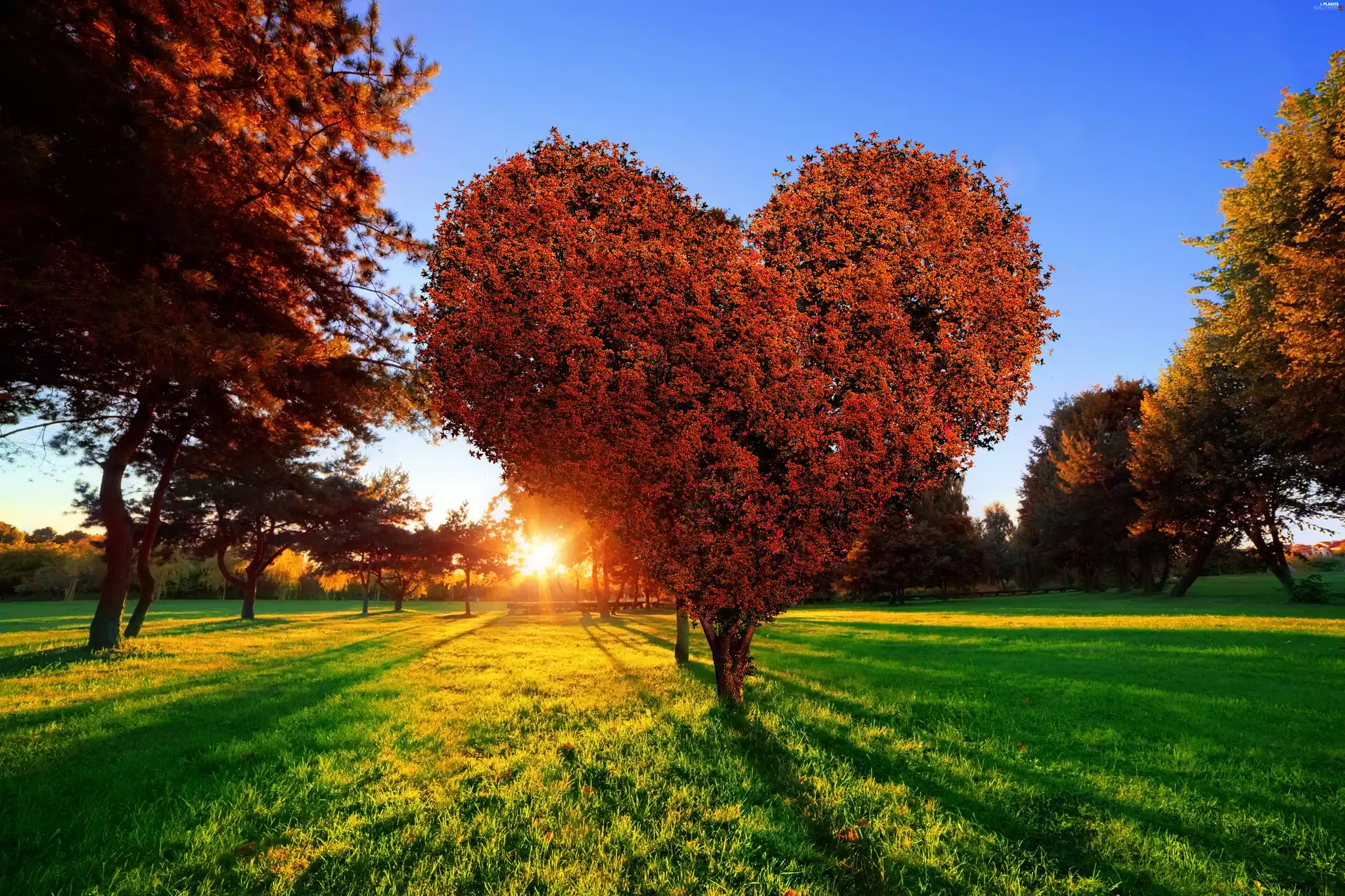 Great Sunsets, trees, summer, Heart, Park, viewes