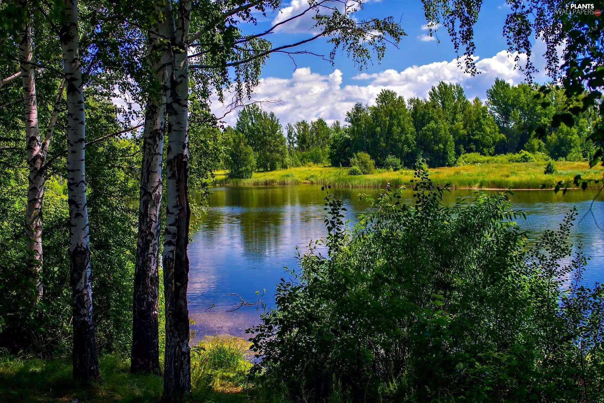 River, summer, viewes, birch, trees