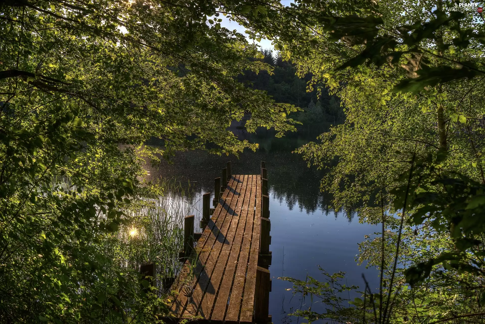 Platform, summer, viewes, lake, trees