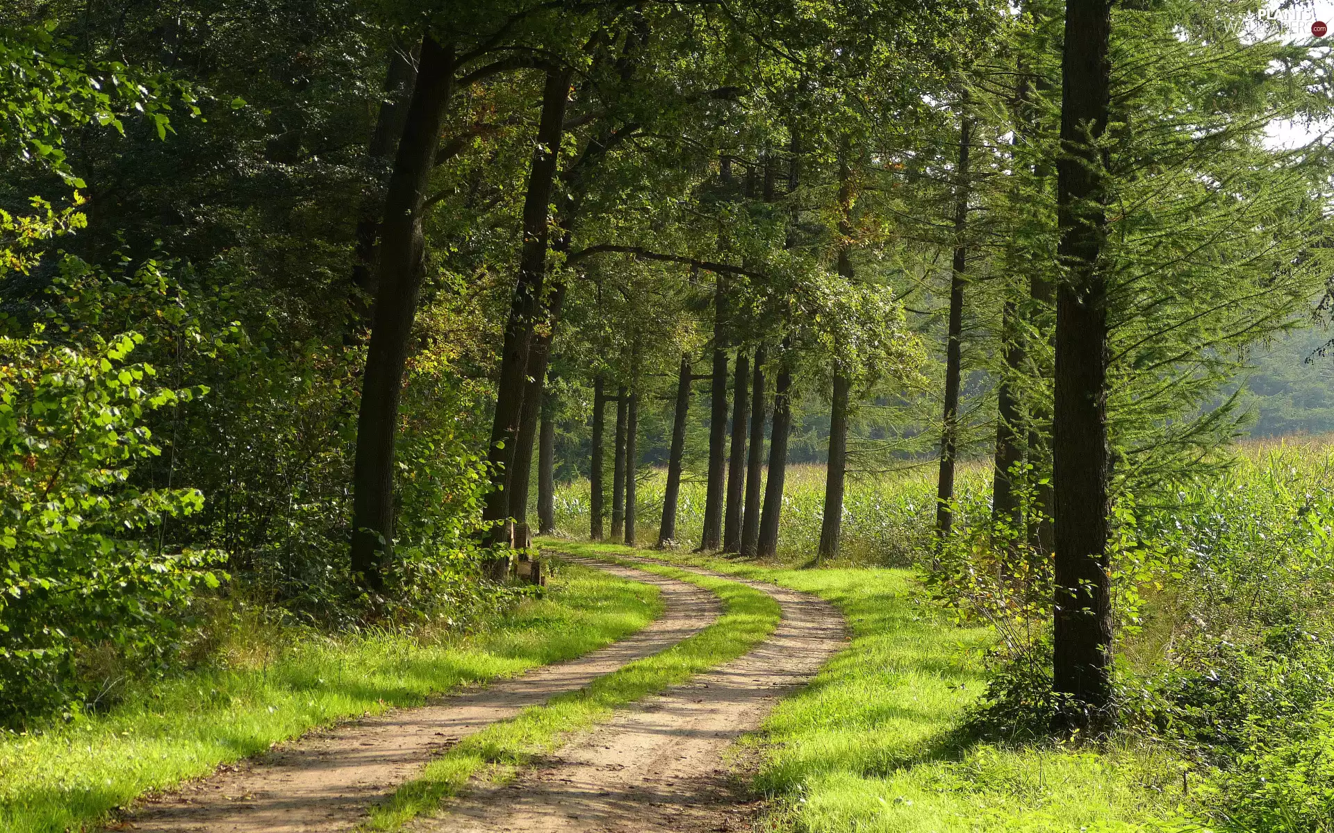 viewes, summer, Way, trees, forest