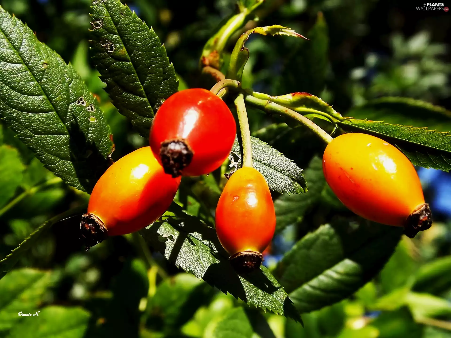 rose, Fruits, Garden, summer, Leaf, wild