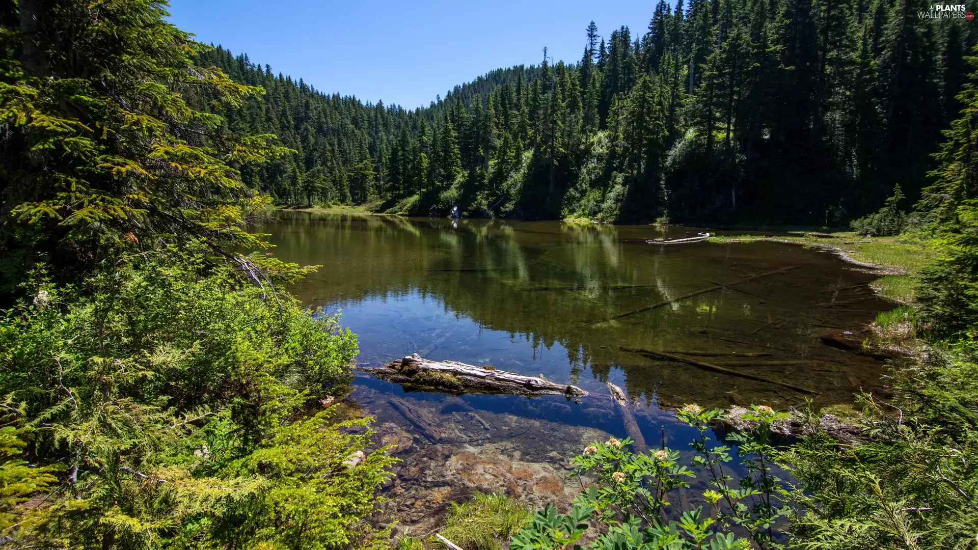 Summit Lake, The United States, viewes, forest, trees, Washington State