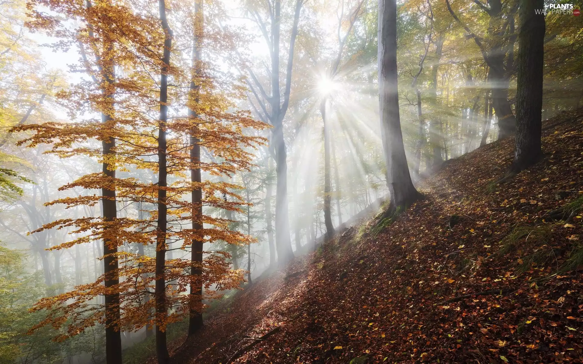 sun, ligh, flash, luminosity, viewes, forest, autumn, trees, sunny