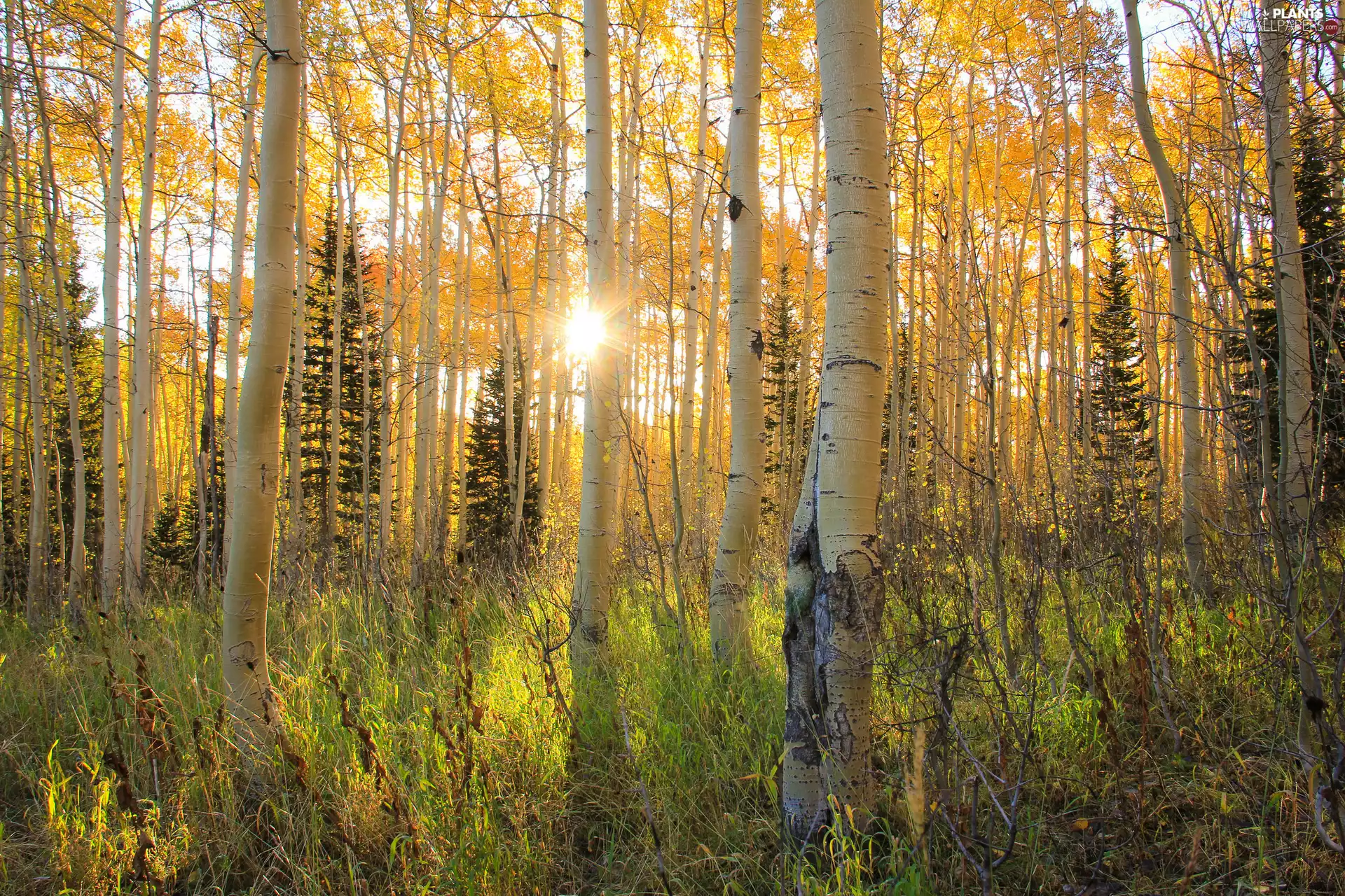 rays, sun, birch, forest, Autumn