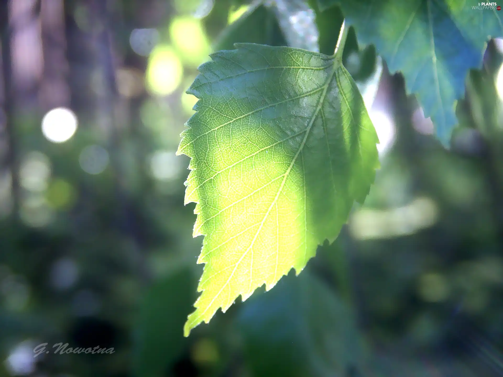 sun, leaf, birch